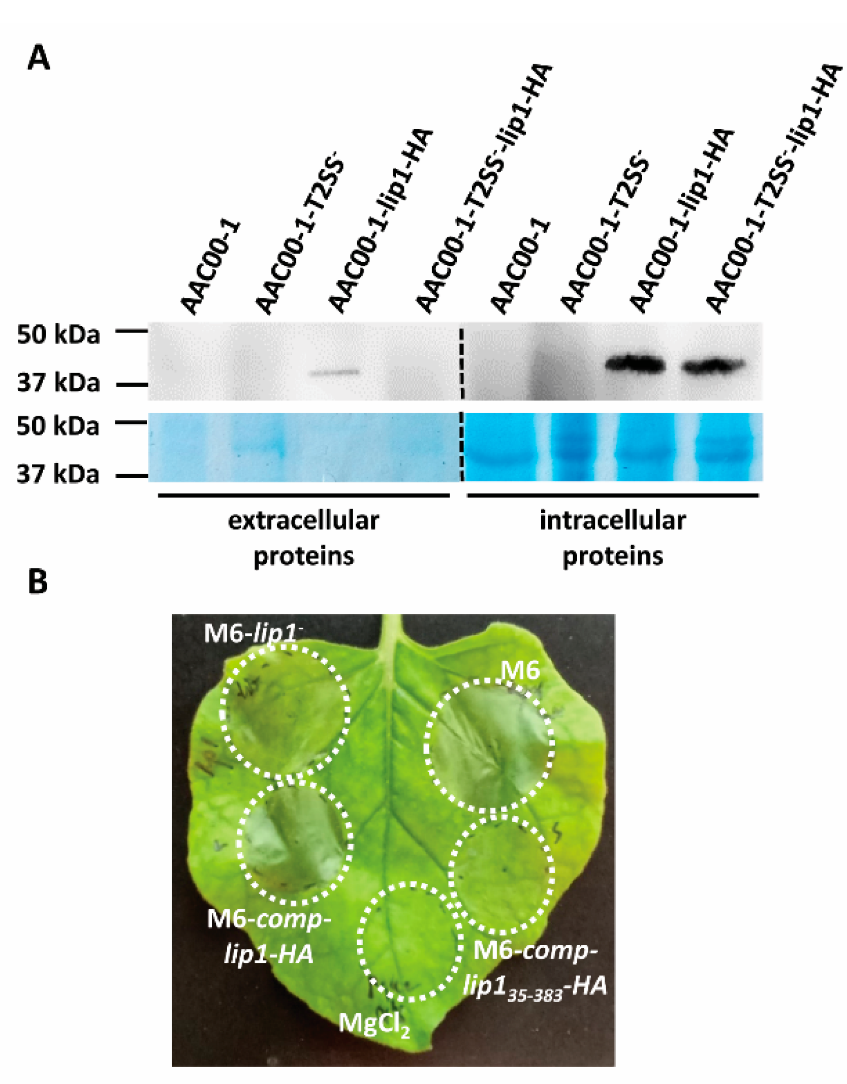 Microorganisms 10 01016 g008 Microorganisms 10 01016 g008