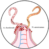 Microorganisms 10 01027 i001 Microorganisms 10 01027 i001