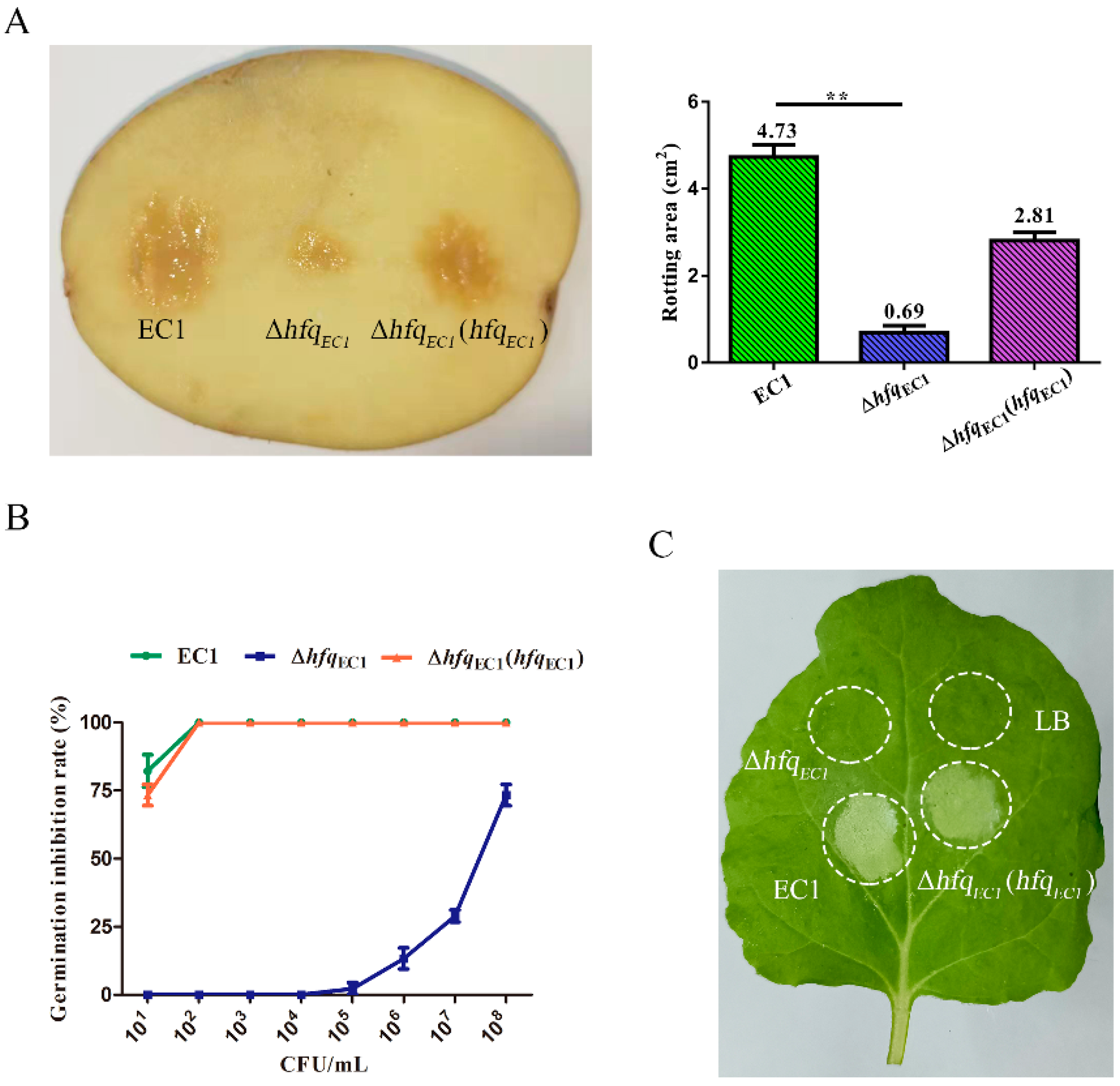 Microorganisms 10 01031 g005
