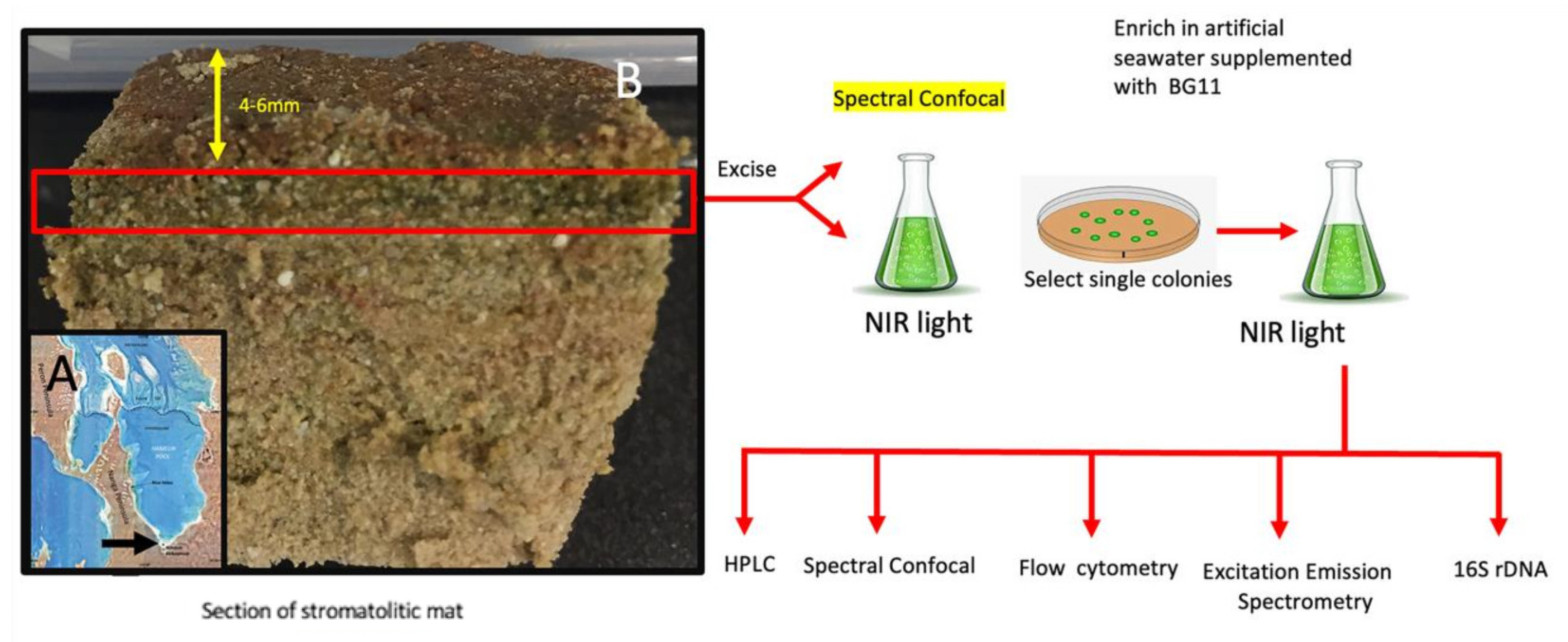 Microorganisms 10 01035 g001