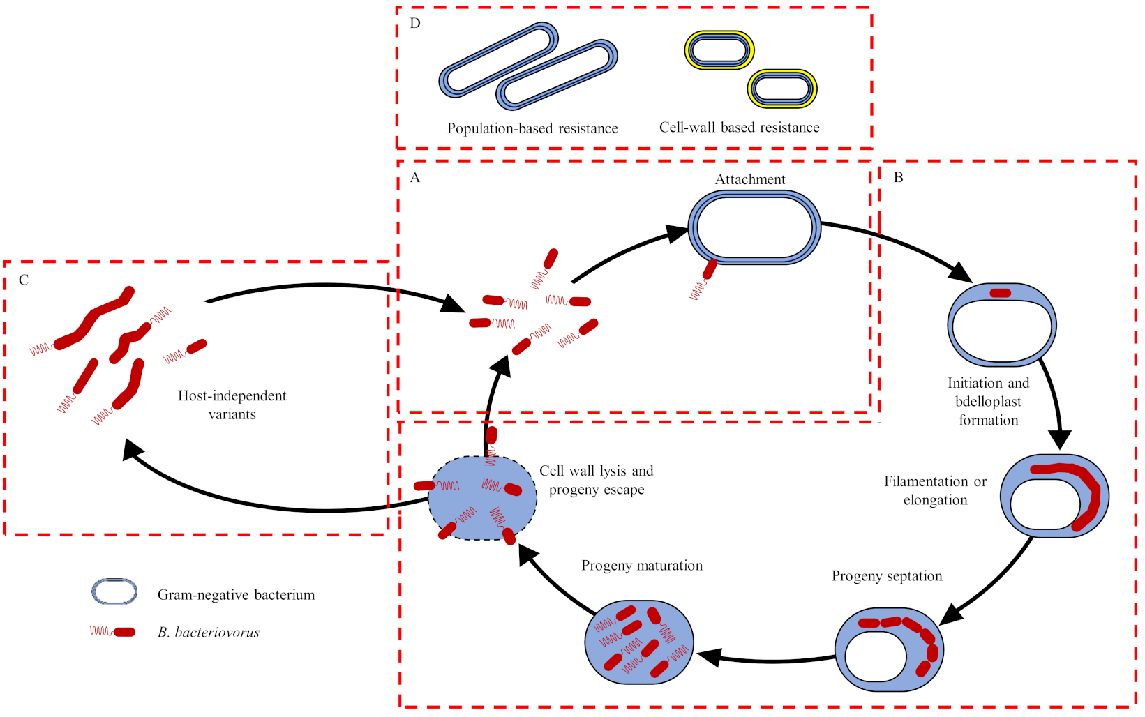 Microorganisms 10 01052 g003