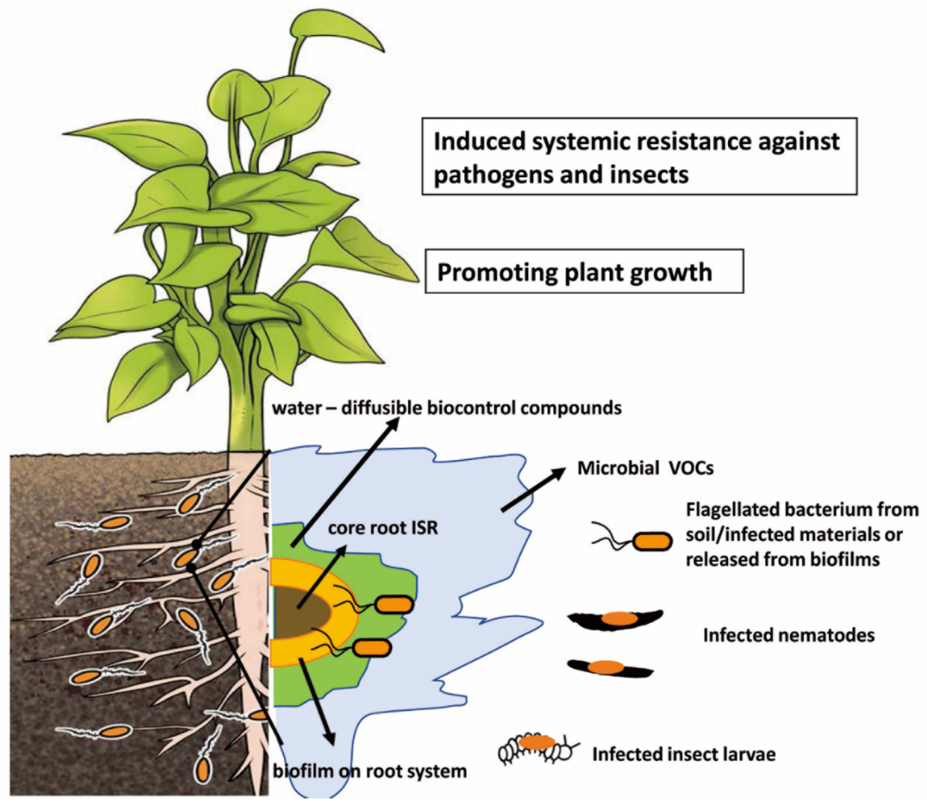 Microorganisms 10 01053 g001