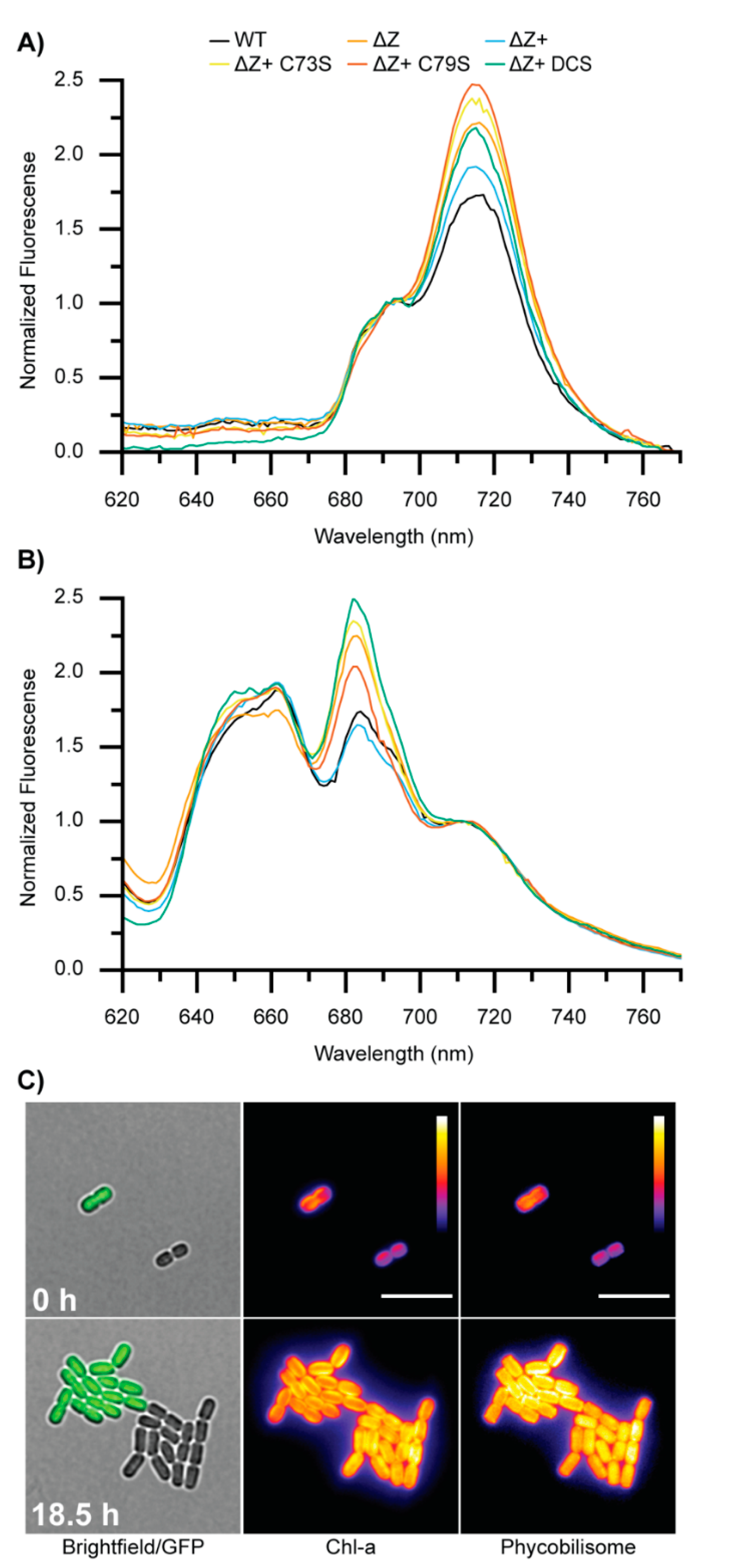 Microorganisms 10 01055 g006 Microorganisms 10 01055 g006