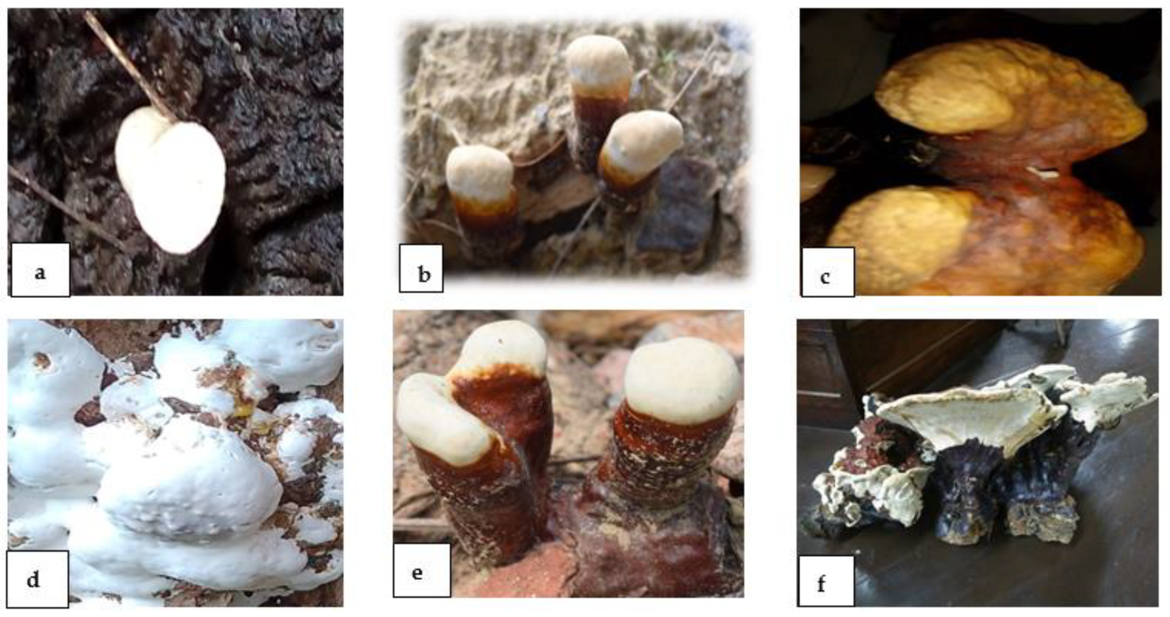 Microorganisms 10 01068 g001 550