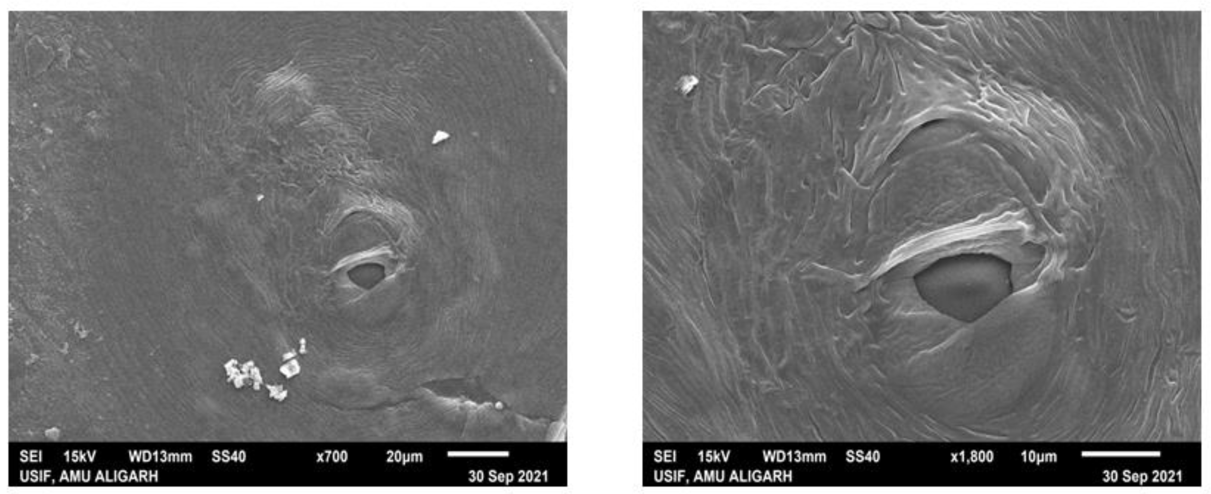 Microorganisms 10 01068 g003 550