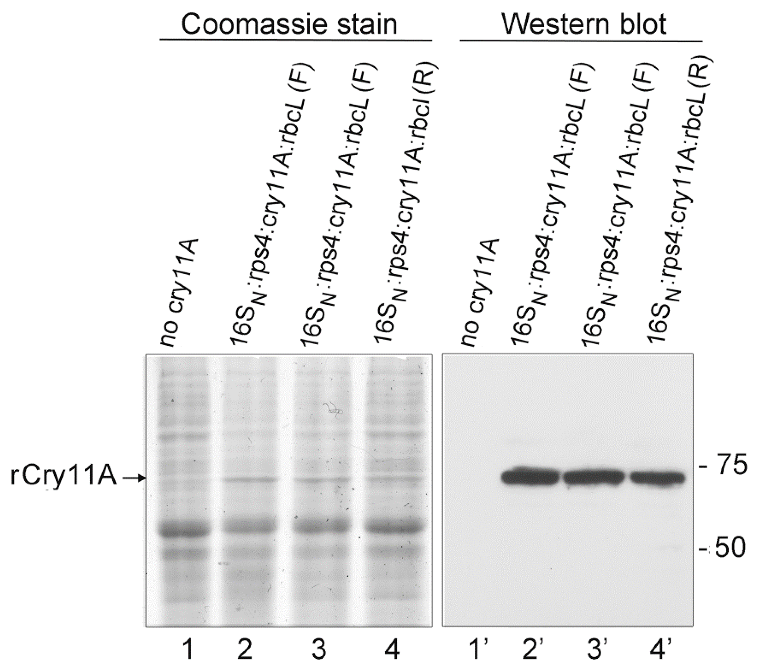 Microorganisms 10 01087 g007