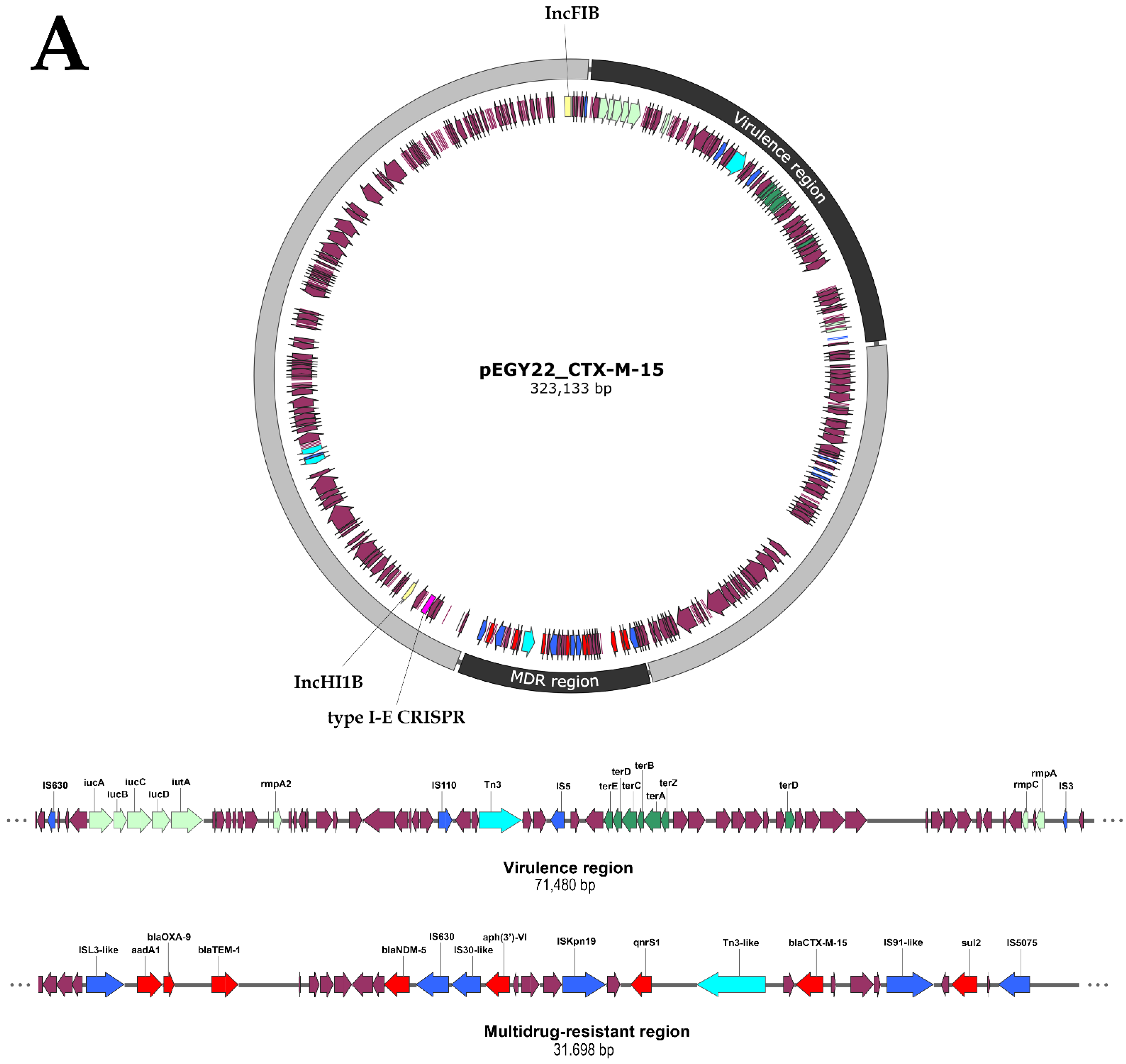 Microorganisms | Free Full-Text | Whole Genome Characterization of ...