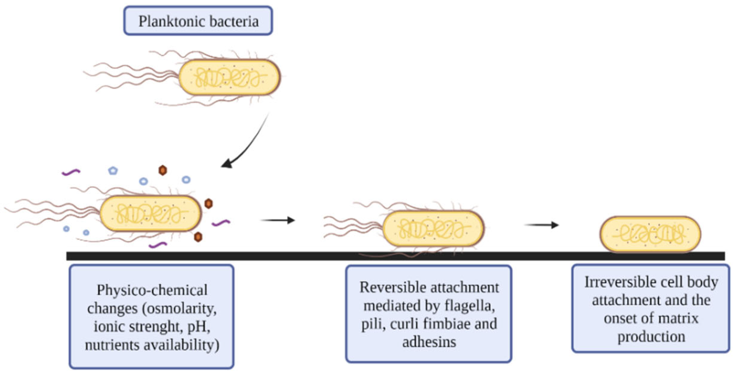 Microorganisms 10 01103 g001 550
