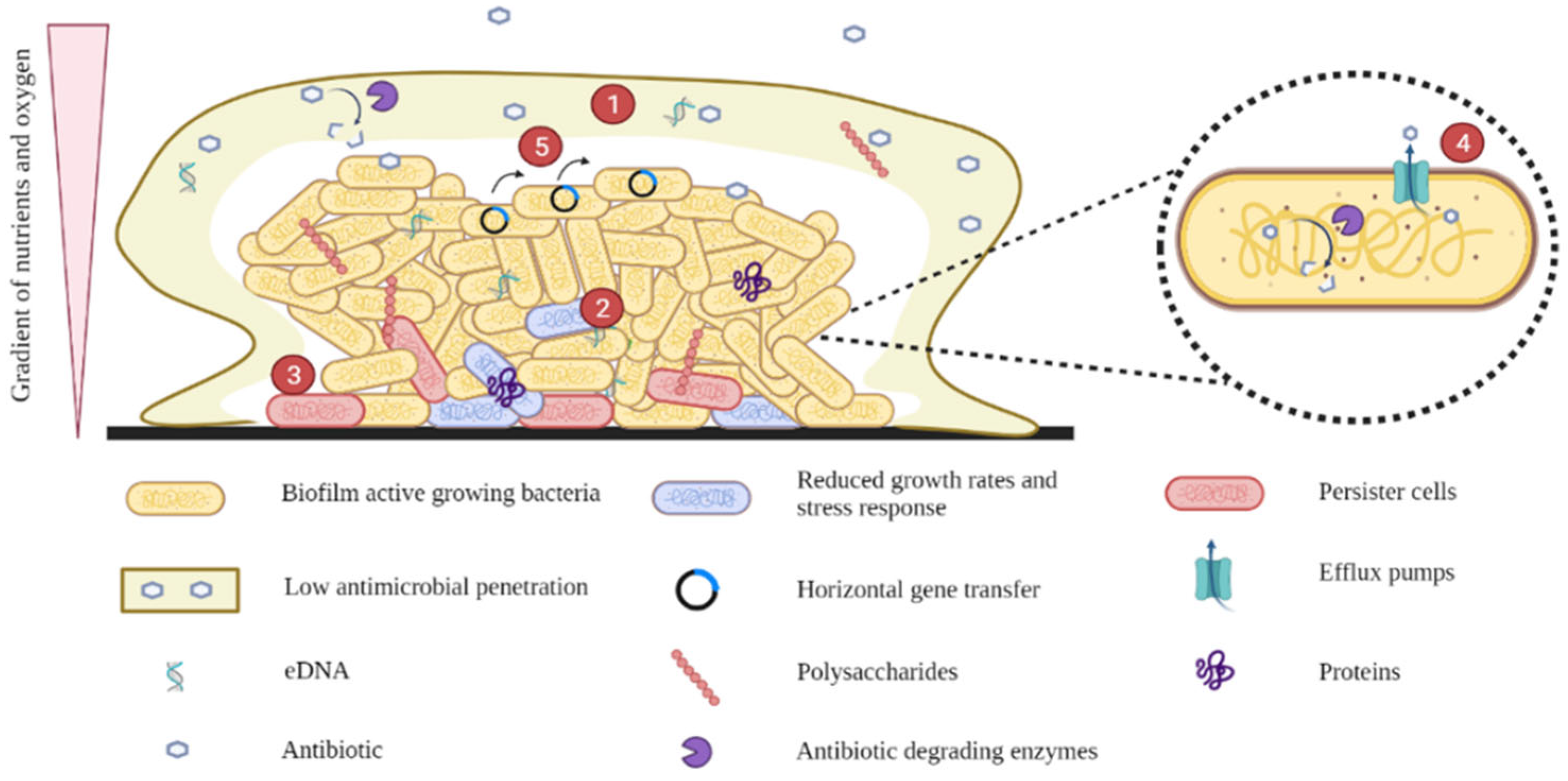 Microorganisms 10 01103 g007 550