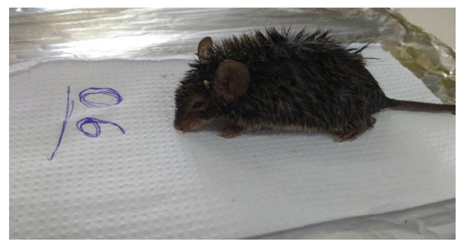 Microorganisms 10 01114 g003