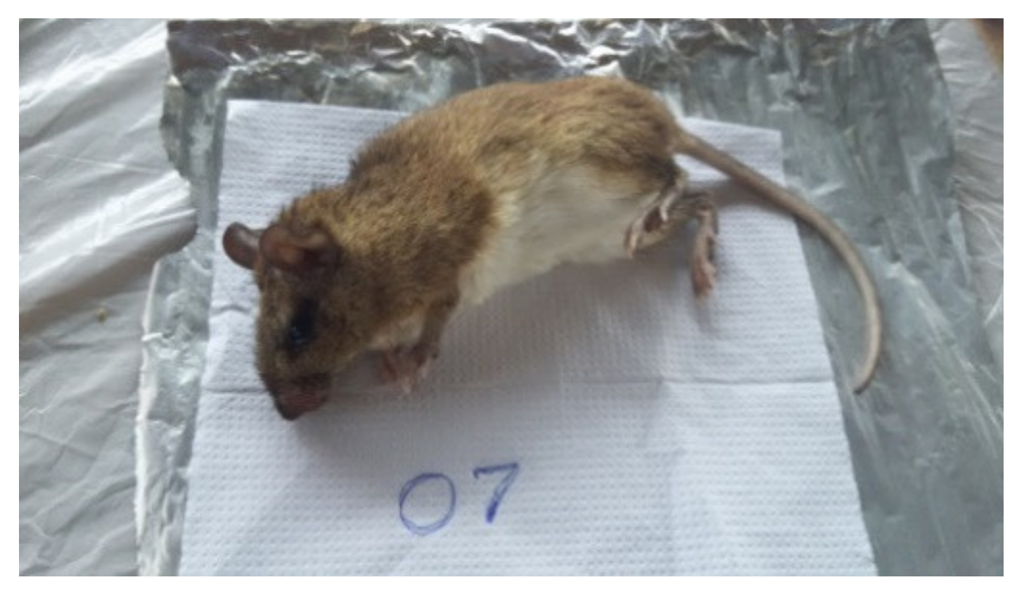 Microorganisms 10 01114 g004