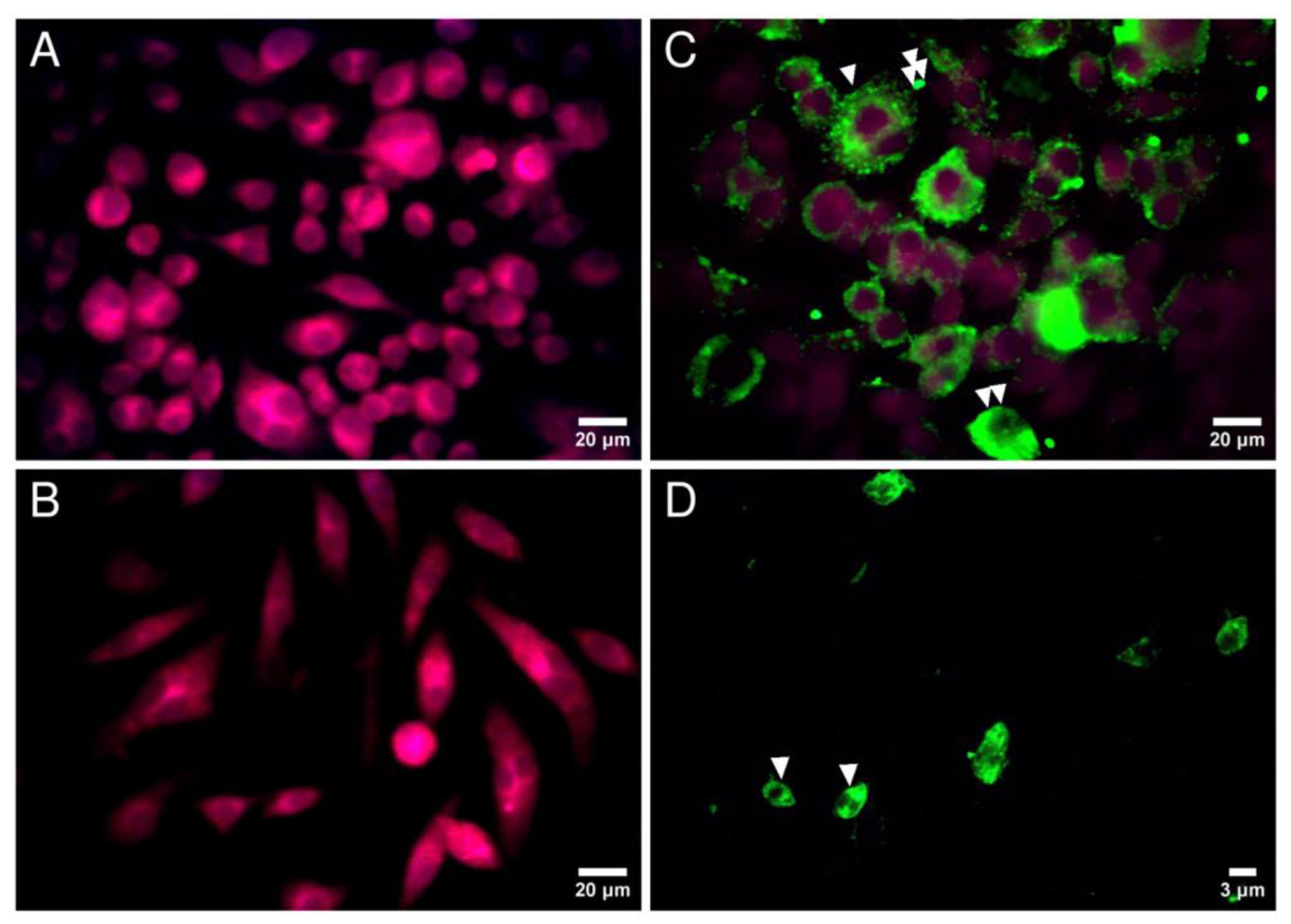 Microorganisms 10 01157 g001