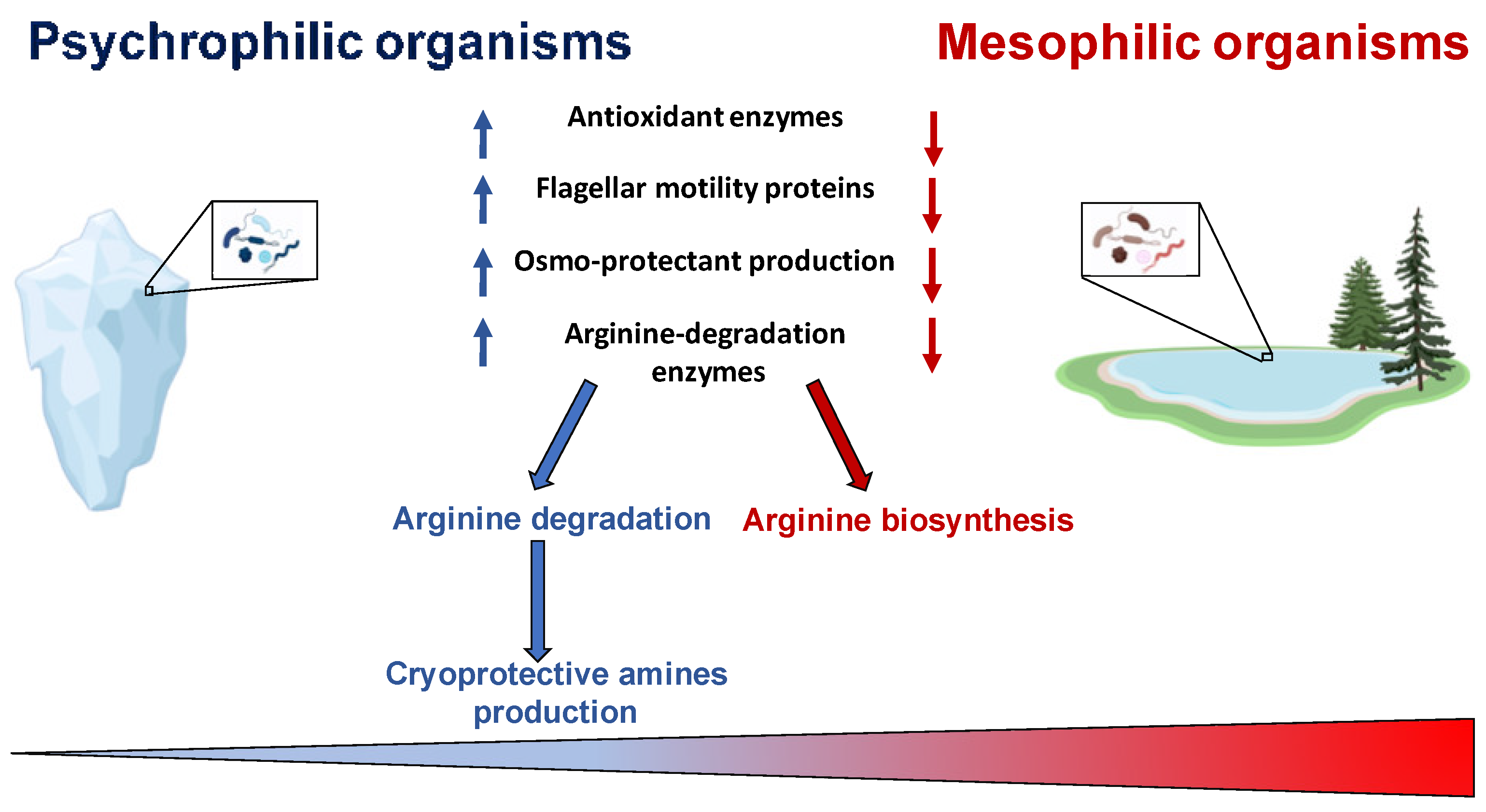Microorganisms | Free Full-Text | Some Clues about Enzymes from  Psychrophilic Microorganisms