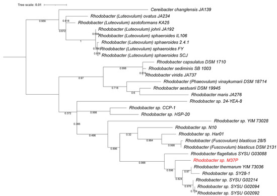 Genome Sequence and Characterization of a Xanthorhodopsin