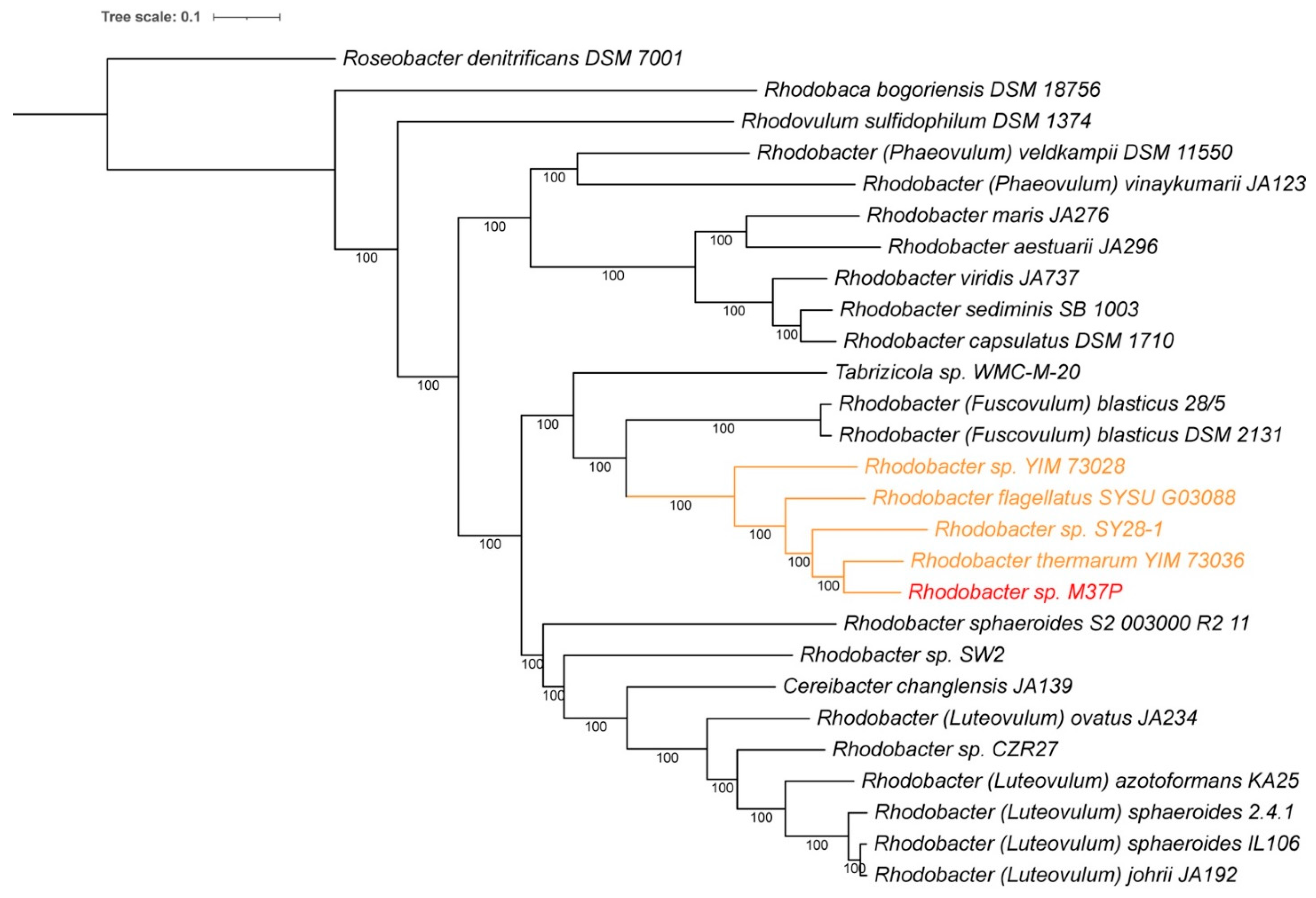 Microorganisms | Free Full-Text | Genome Sequence and 
