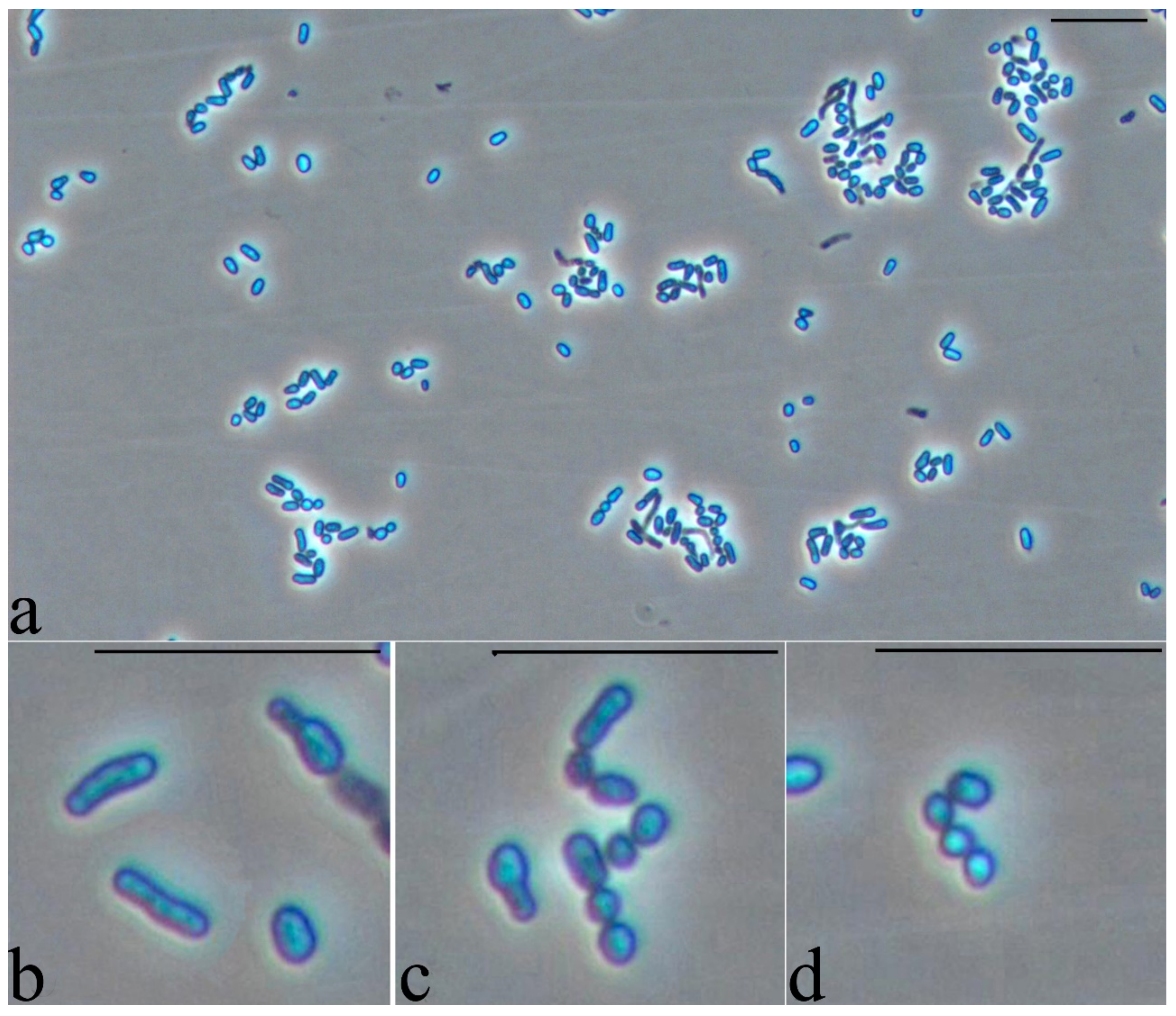 Microorganisms 10 01172 g006