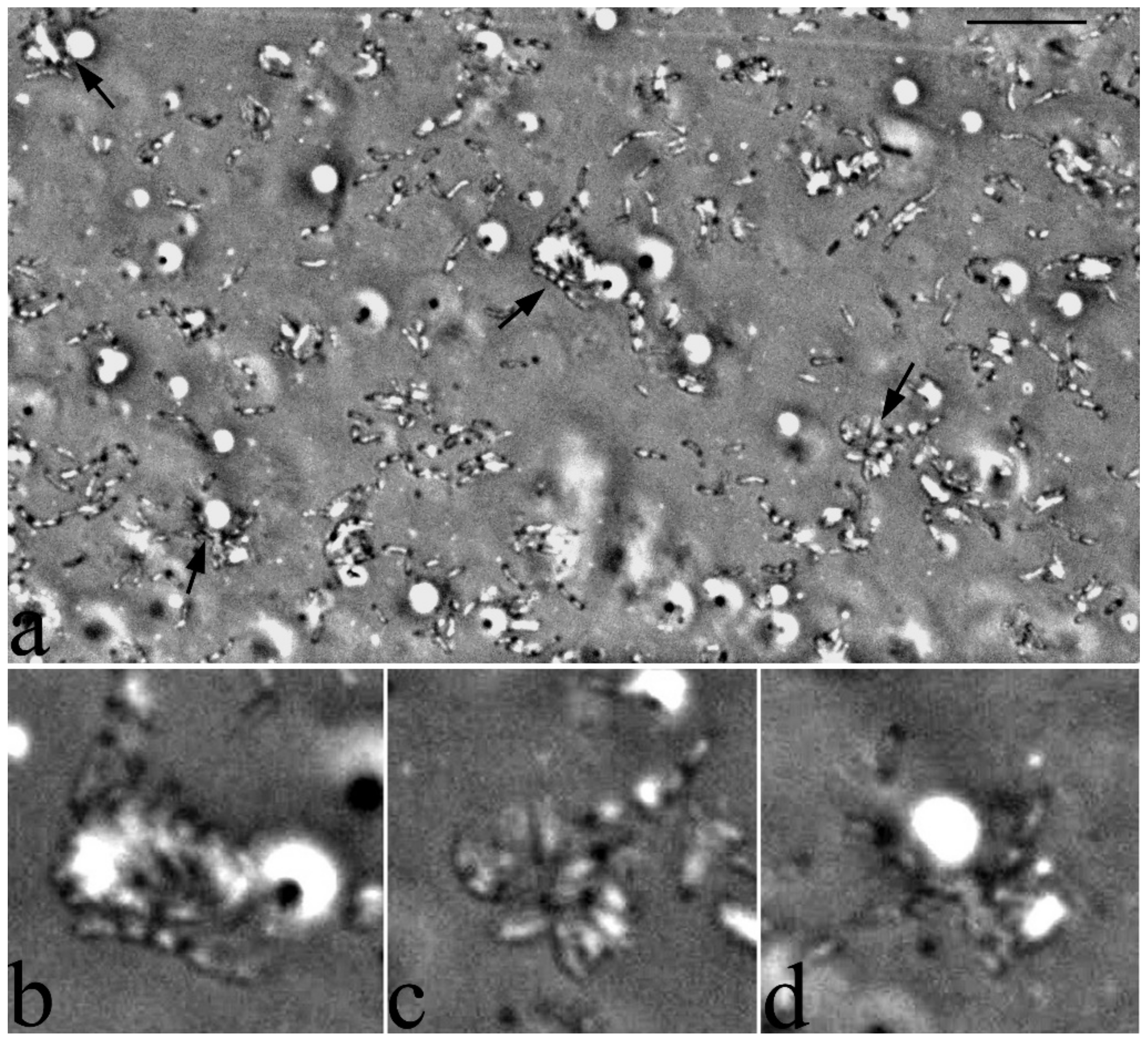 Microorganisms 10 01172 g008