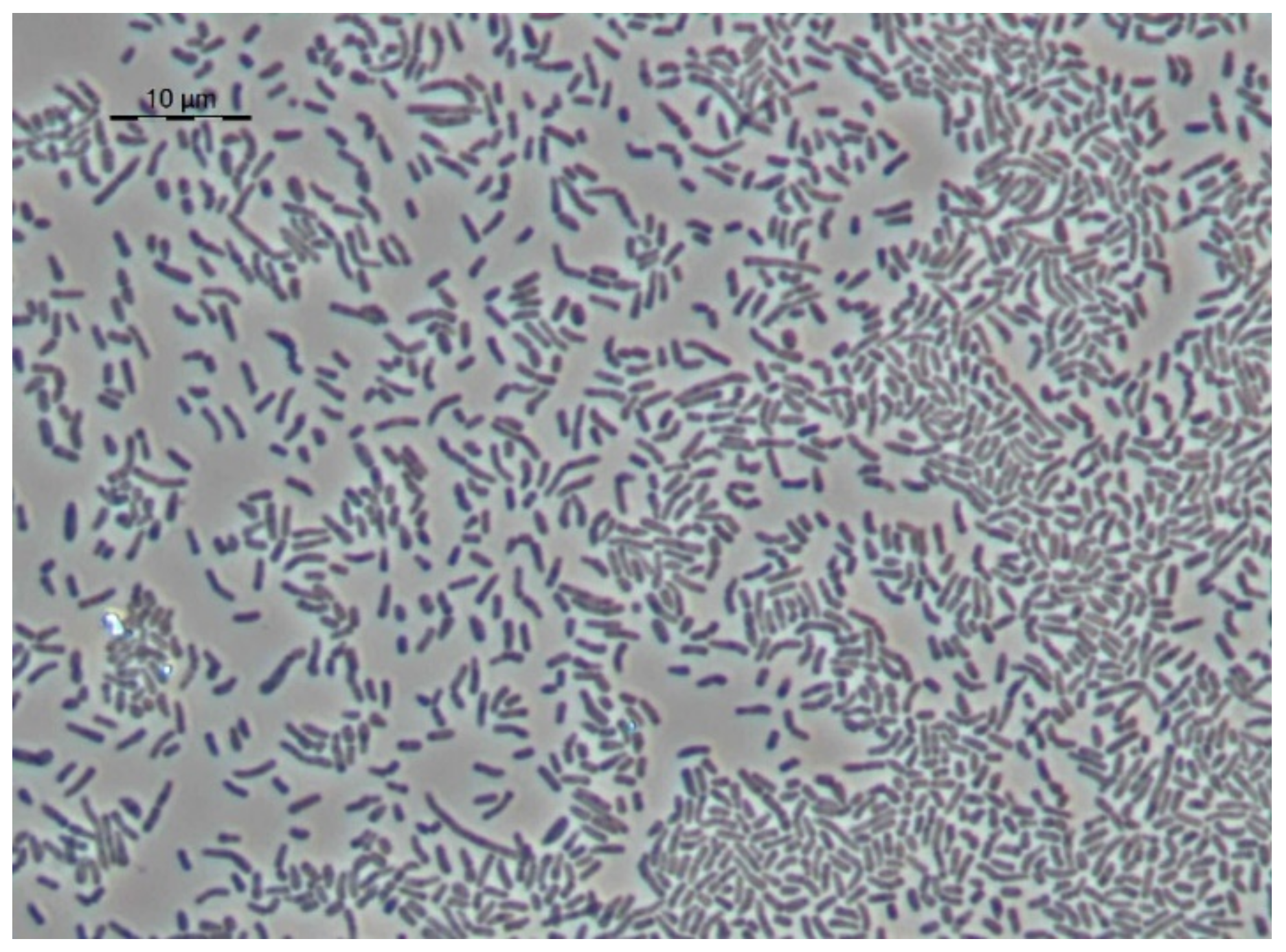 Microorganisms 10 01172 g009