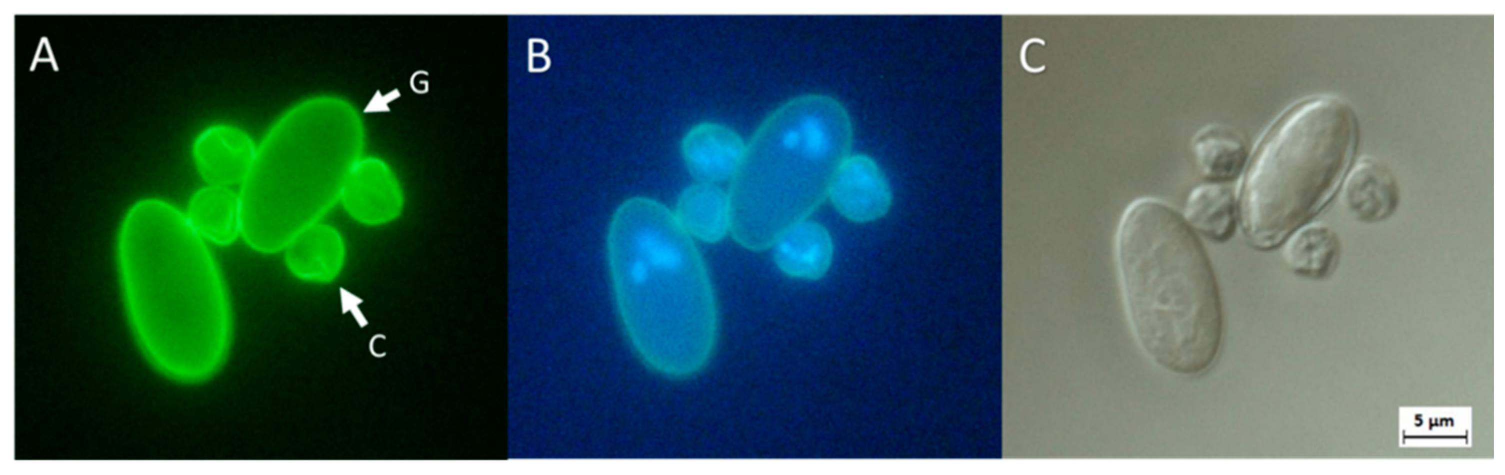 Giardia/Cryptosporidium antigén kimutatása székletből - SYNLAB - Test a giardiasis