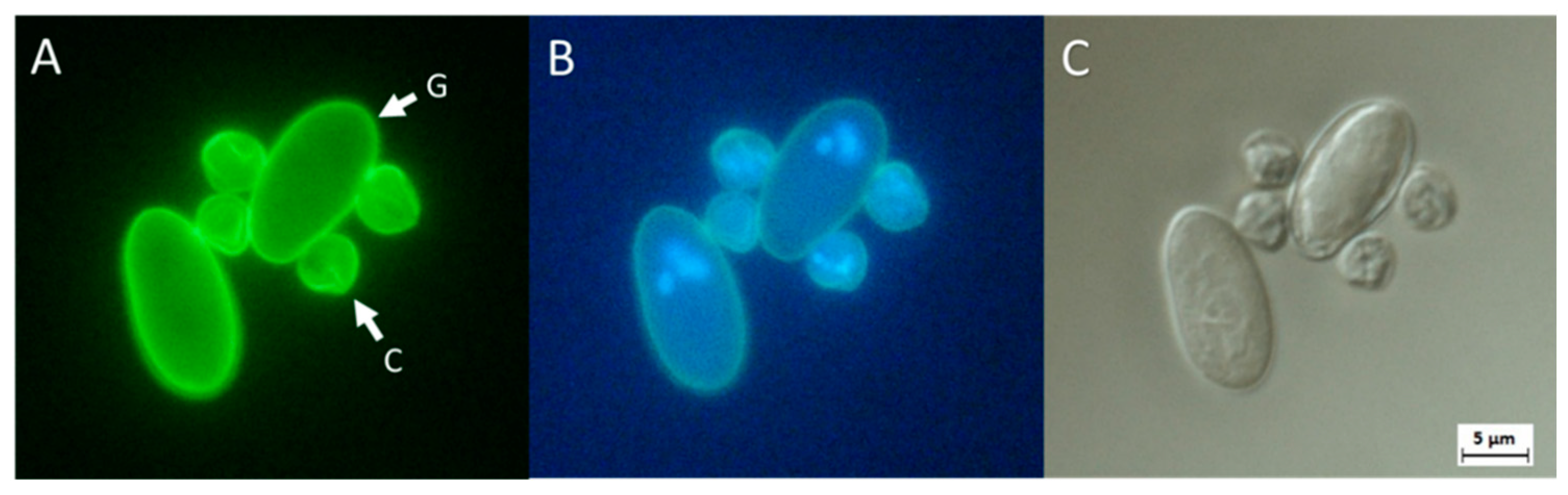 screen giardia cryptosporidium