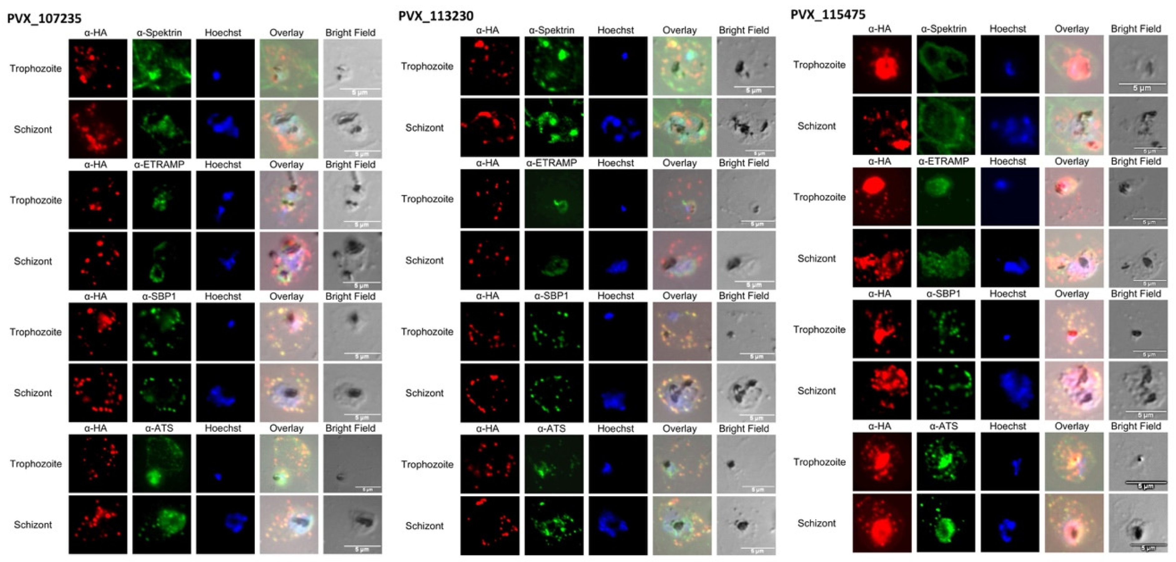 Microorganisms 10 01183 g002b