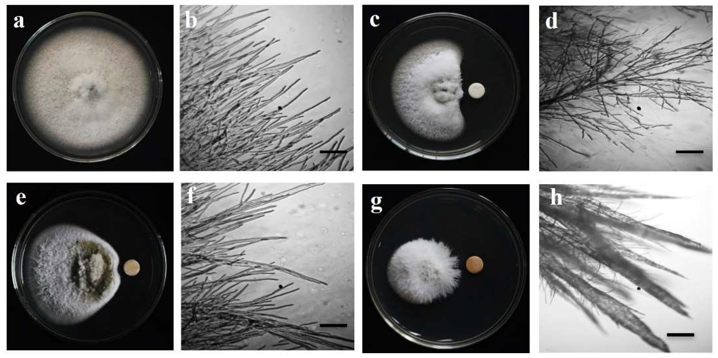 Microorganisms 10 01186 g002 Microorganisms 10 01186 g002