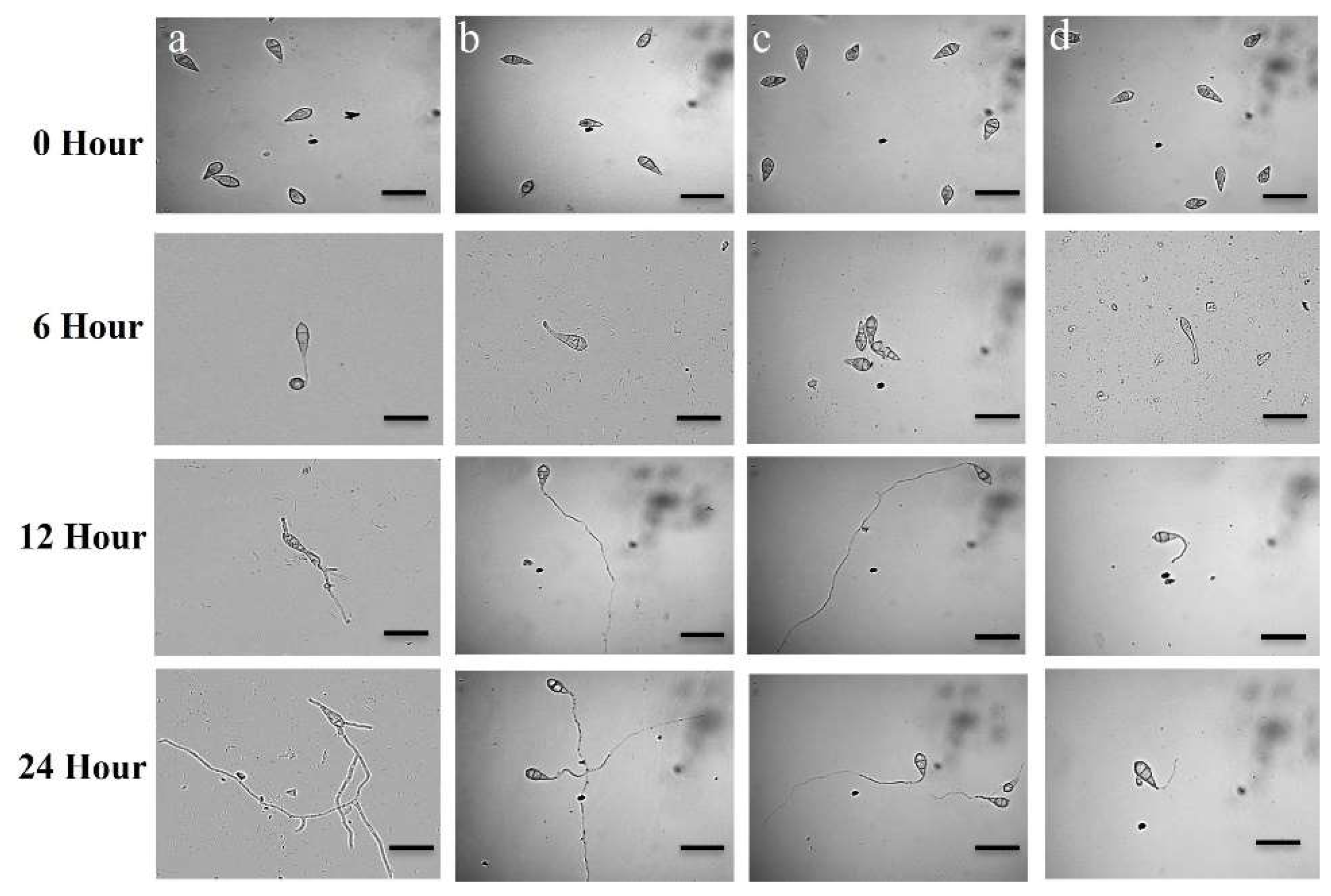Microorganisms 10 01186 g005 Microorganisms 10 01186 g005