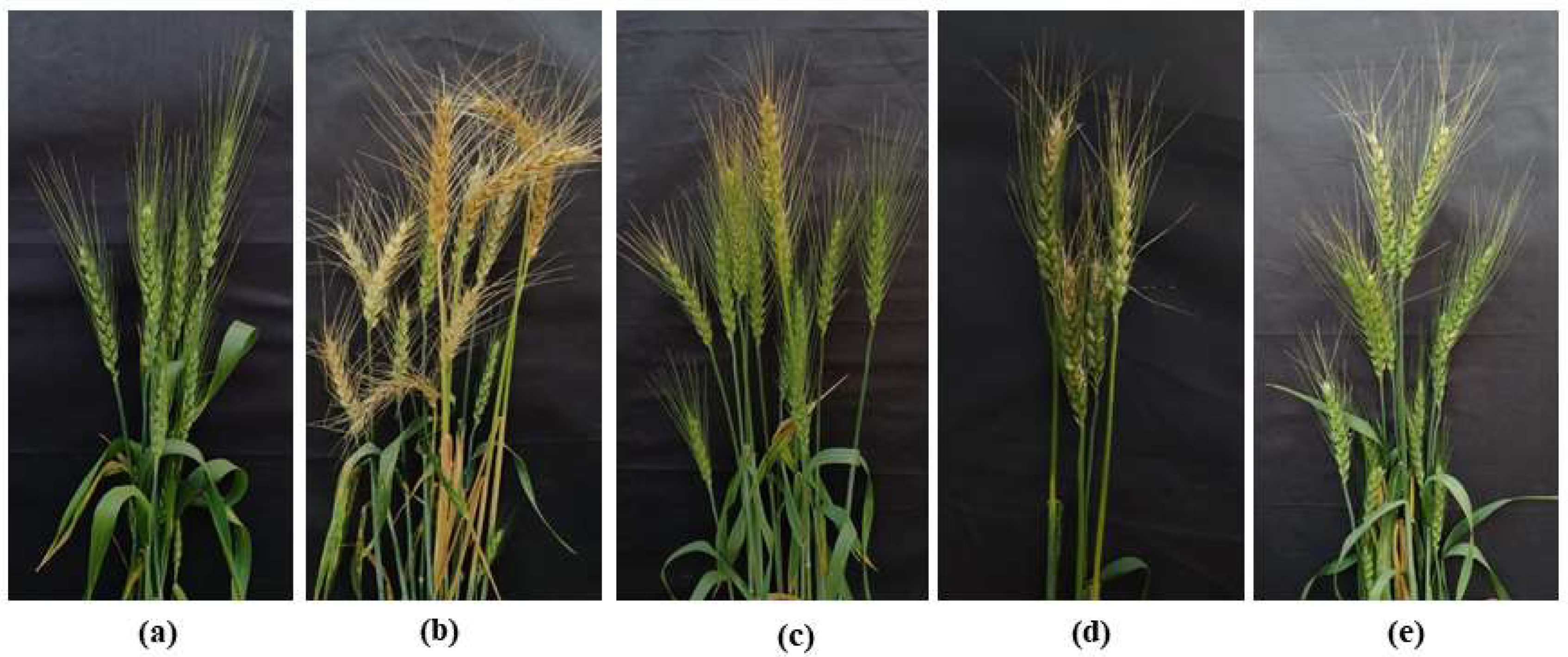 Microorganisms 10 01186 g007 Microorganisms 10 01186 g007