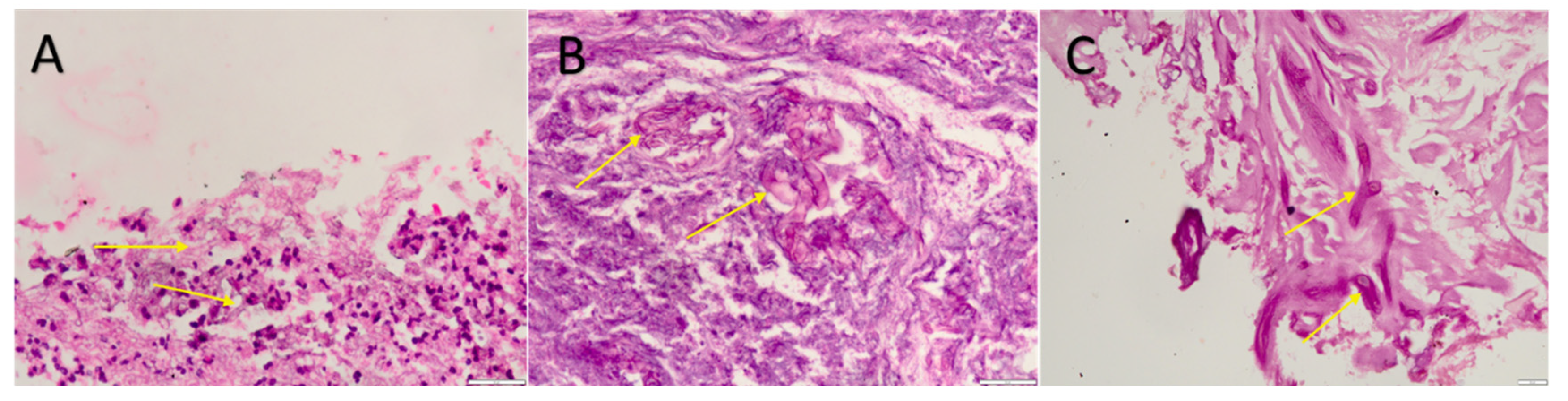 Microorganisms 10 01209 g002