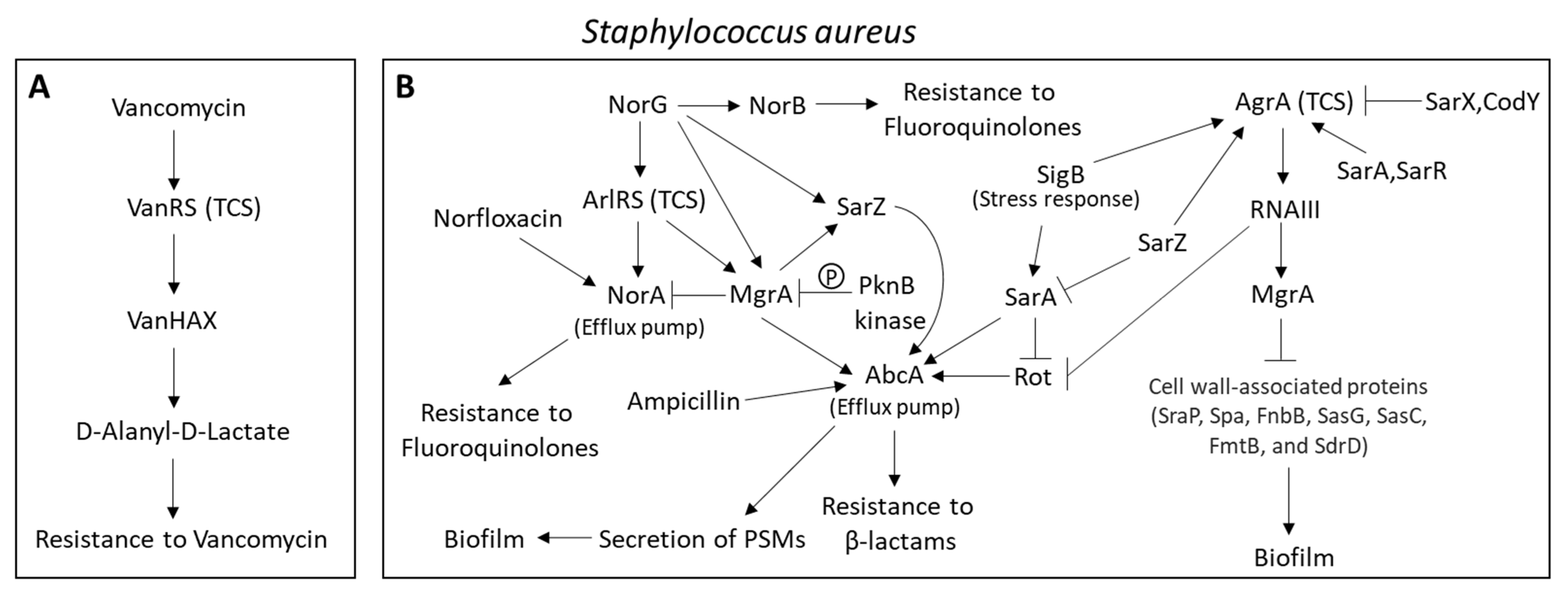 Frontiers  Cross-Talk between Staphylococcus aureus and Other  Staphylococcal Species via the agr Quorum Sensing System