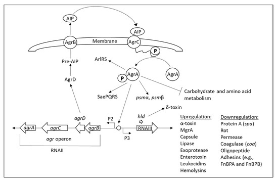 Targeting the Holy Triangle of Quorum Sensing, Biofilm