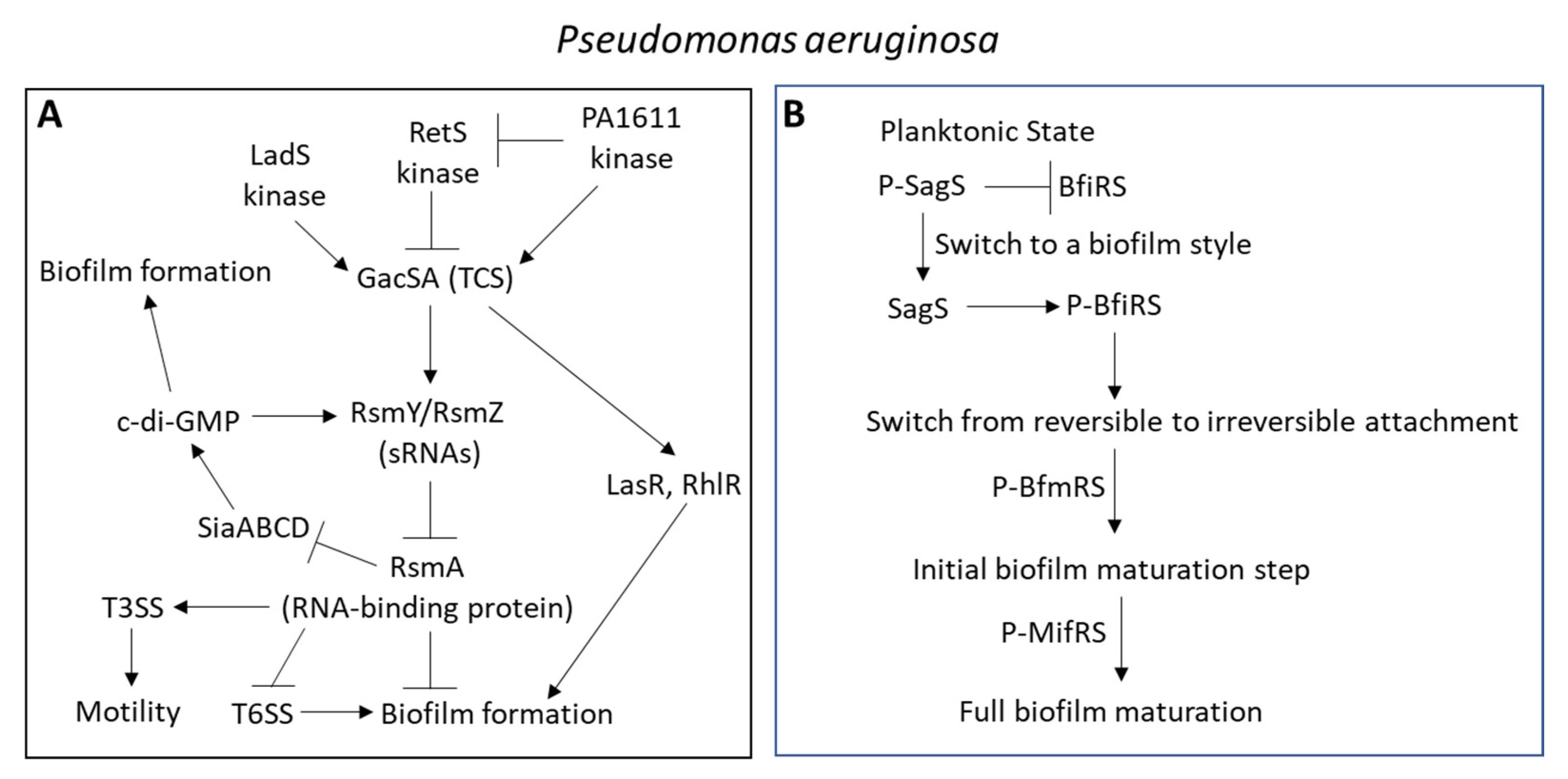 Microorganisms | Free Full-Text | Targeting the Holy Triangle of 