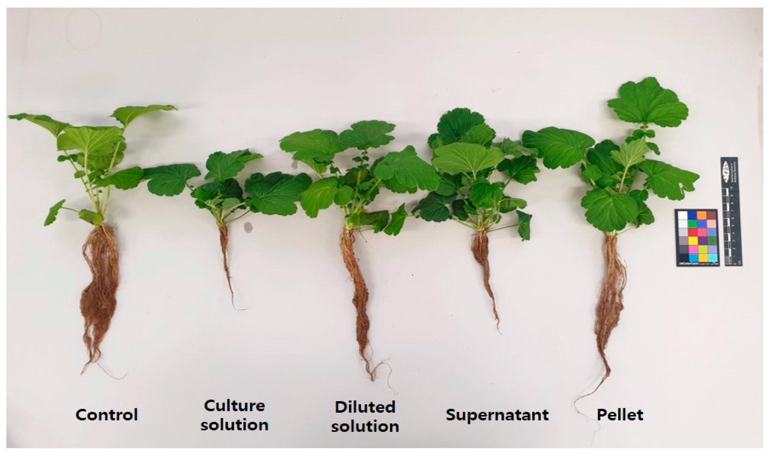 Microorganisms 10 01241 g001