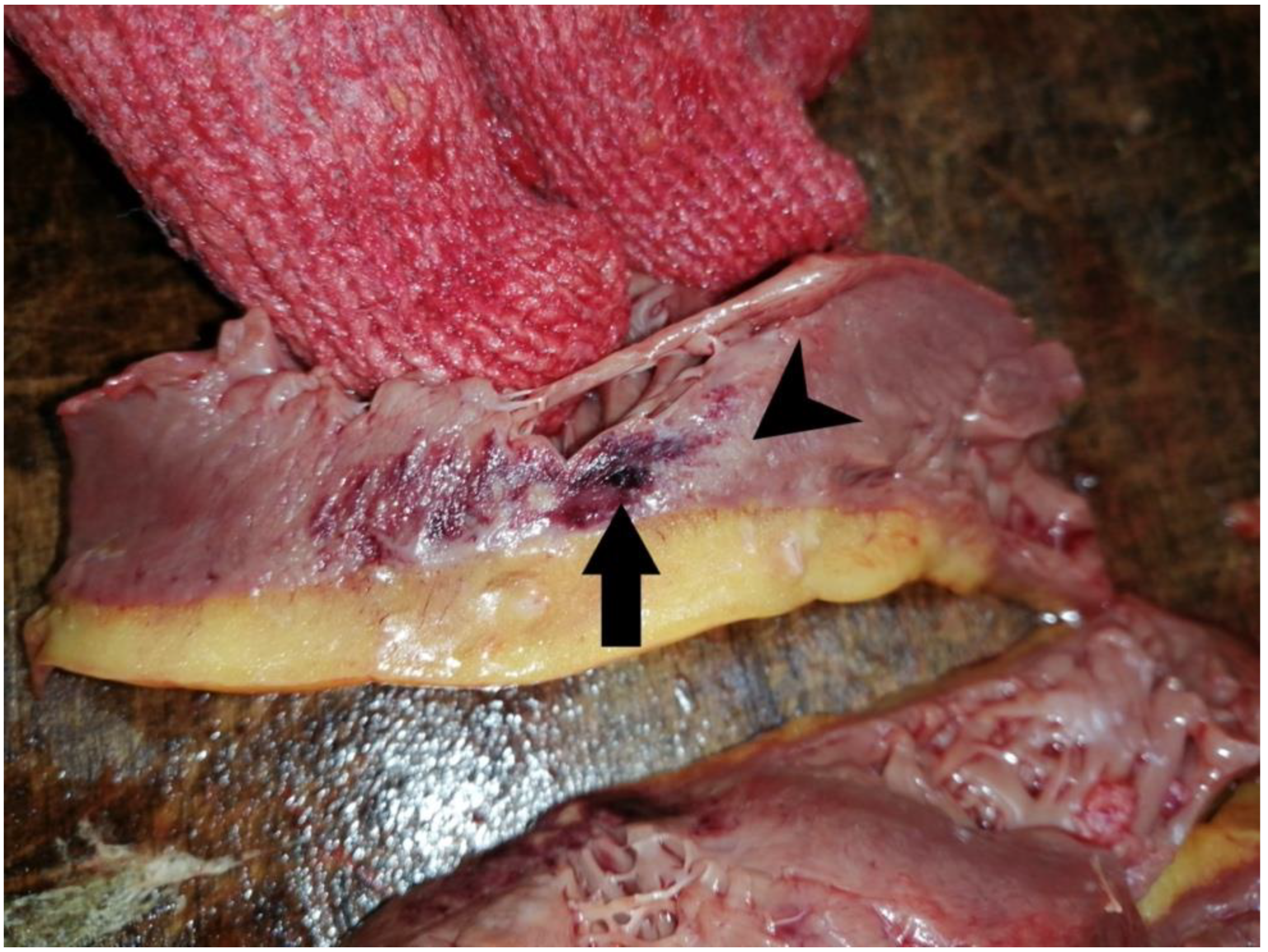 Microorganisms 10 01258 g001 550