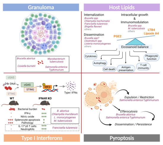 Cell and Tissue Tropism of Brucella spp.