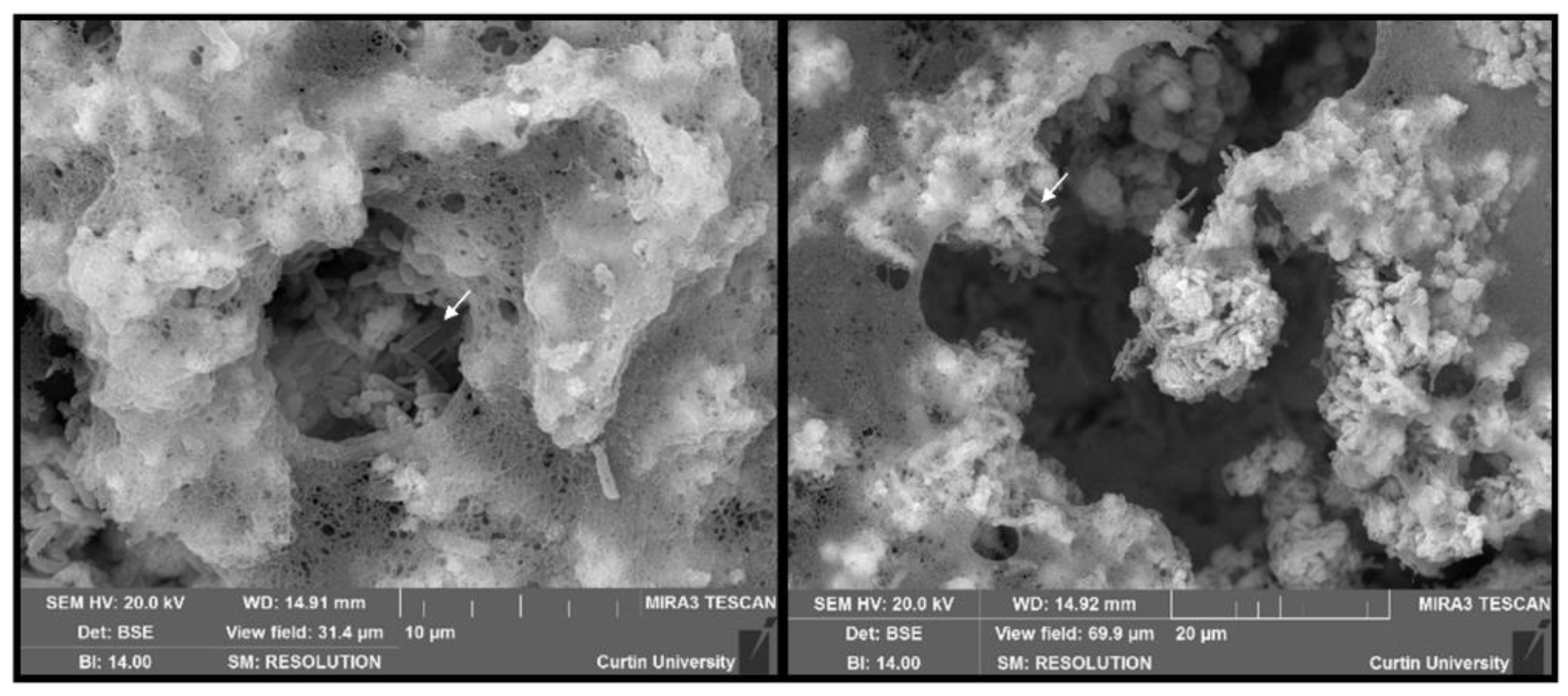 Microorganisms 10 01285 g004 Microorganisms 10 01285 g004