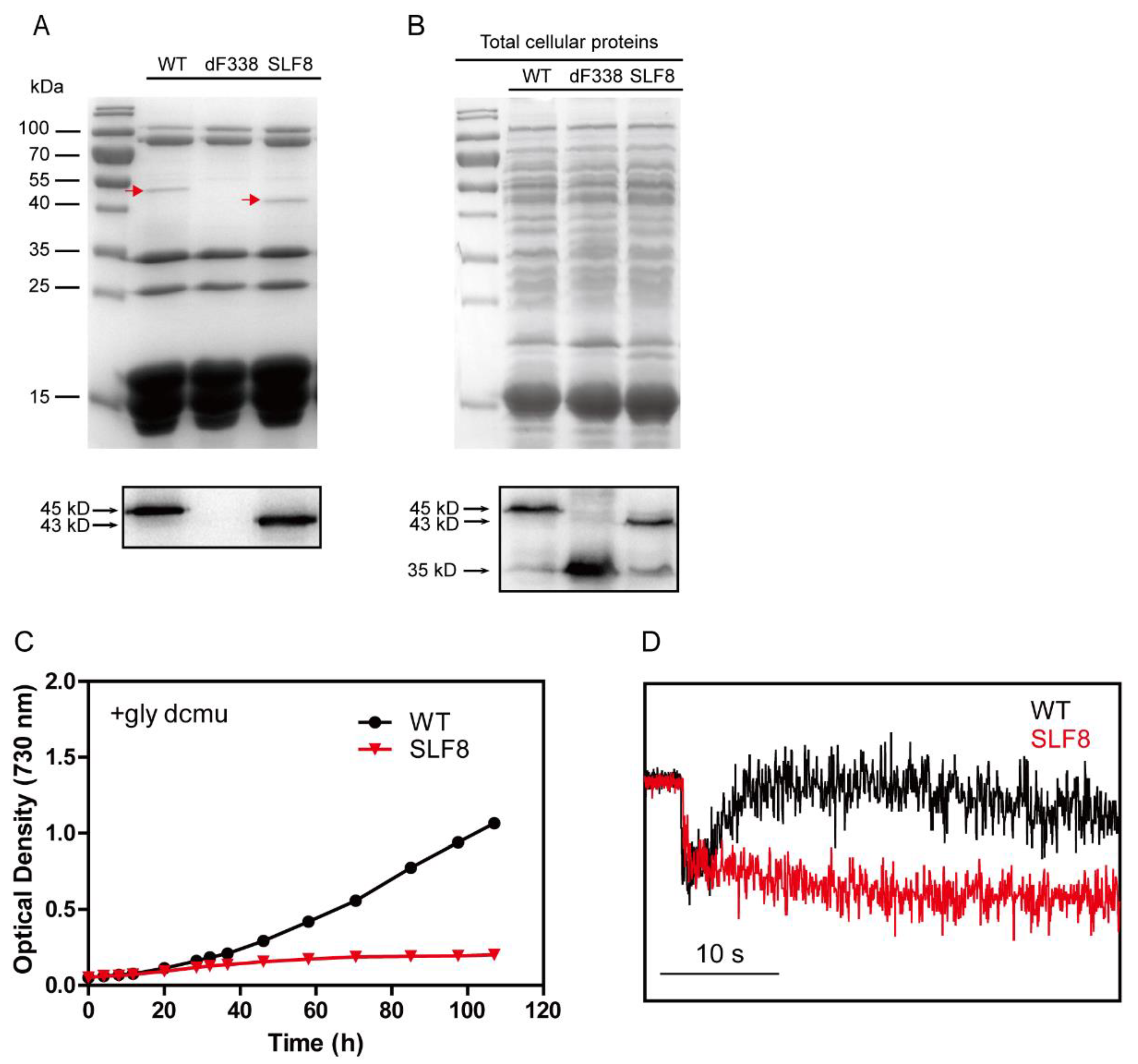 Microorganisms 10 01313 g007