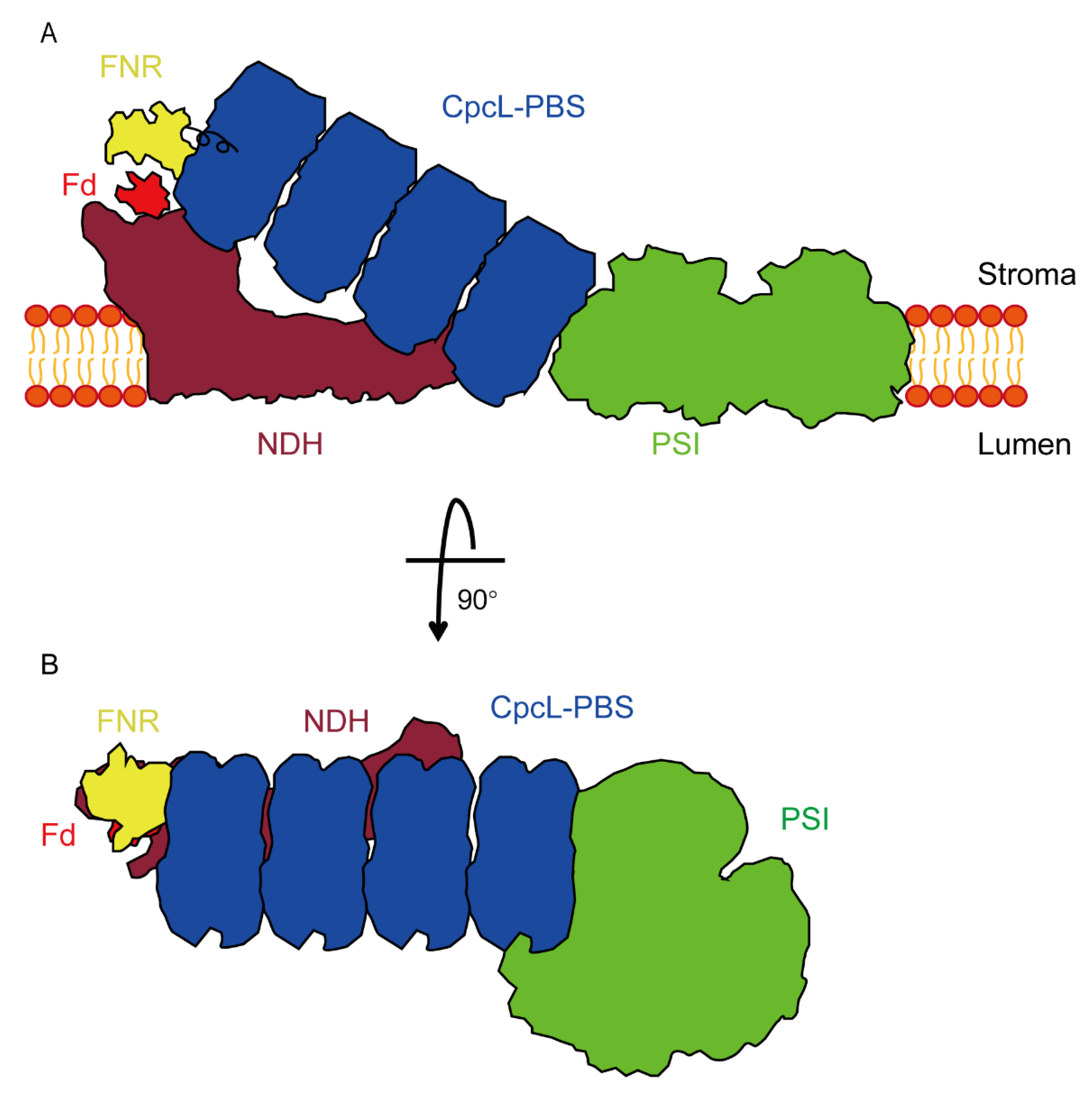 Microorganisms | Free Full-Text | Attachment of Ferredoxin: NADP+ 