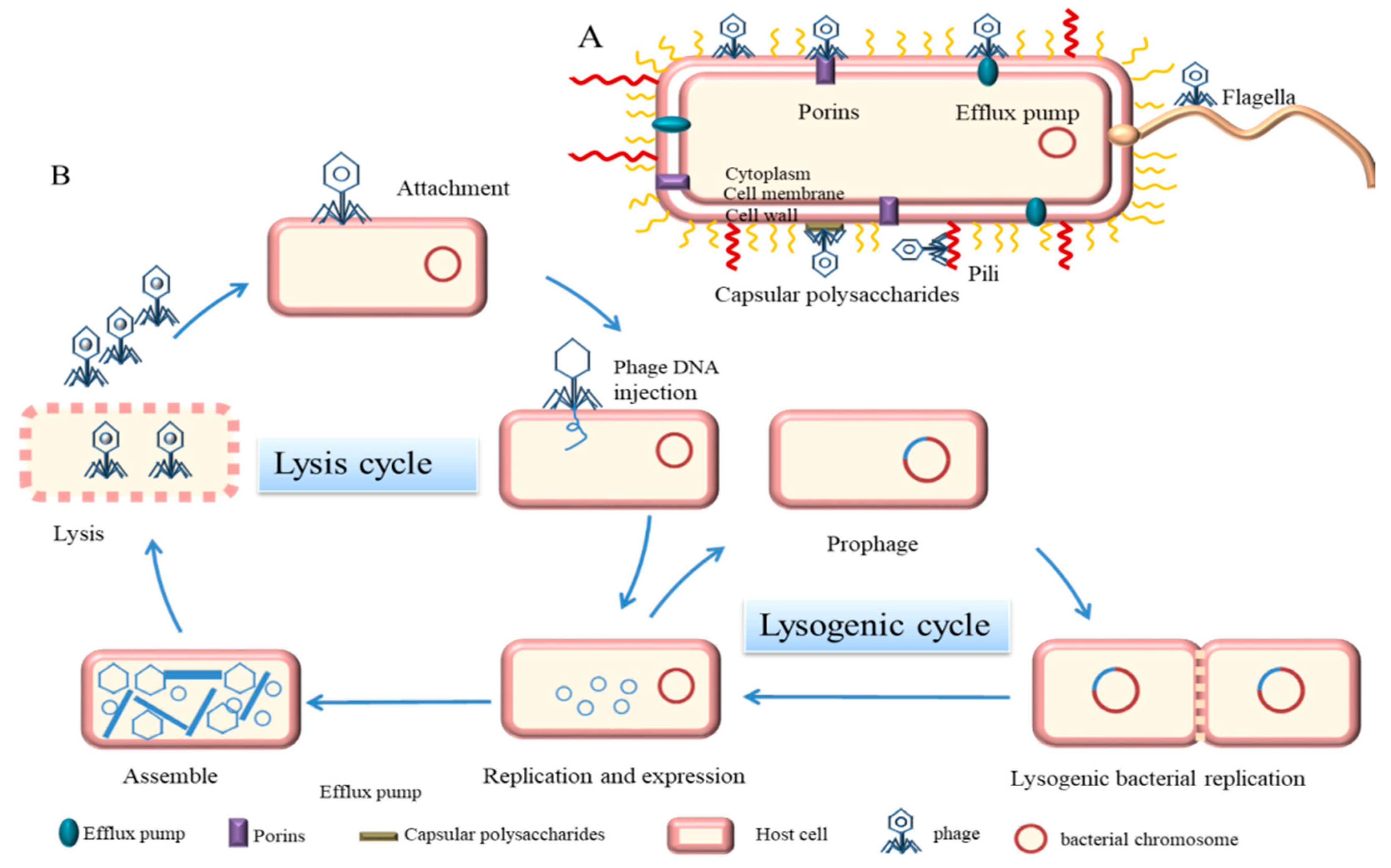 Microorganisms 10 01324 g001 550