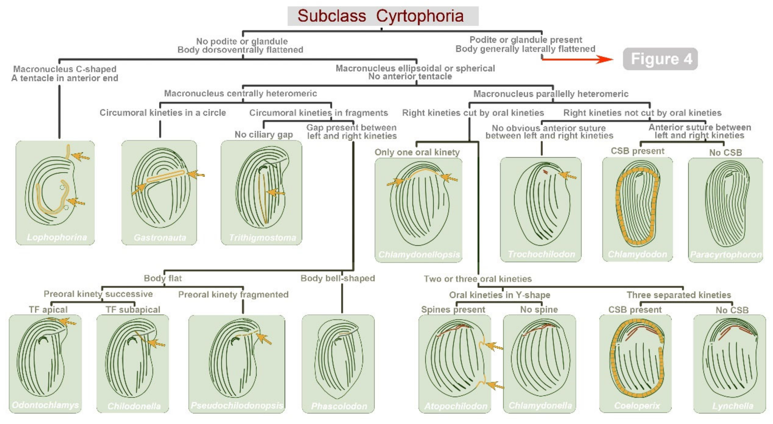Microorganisms 10 01325 g003 550