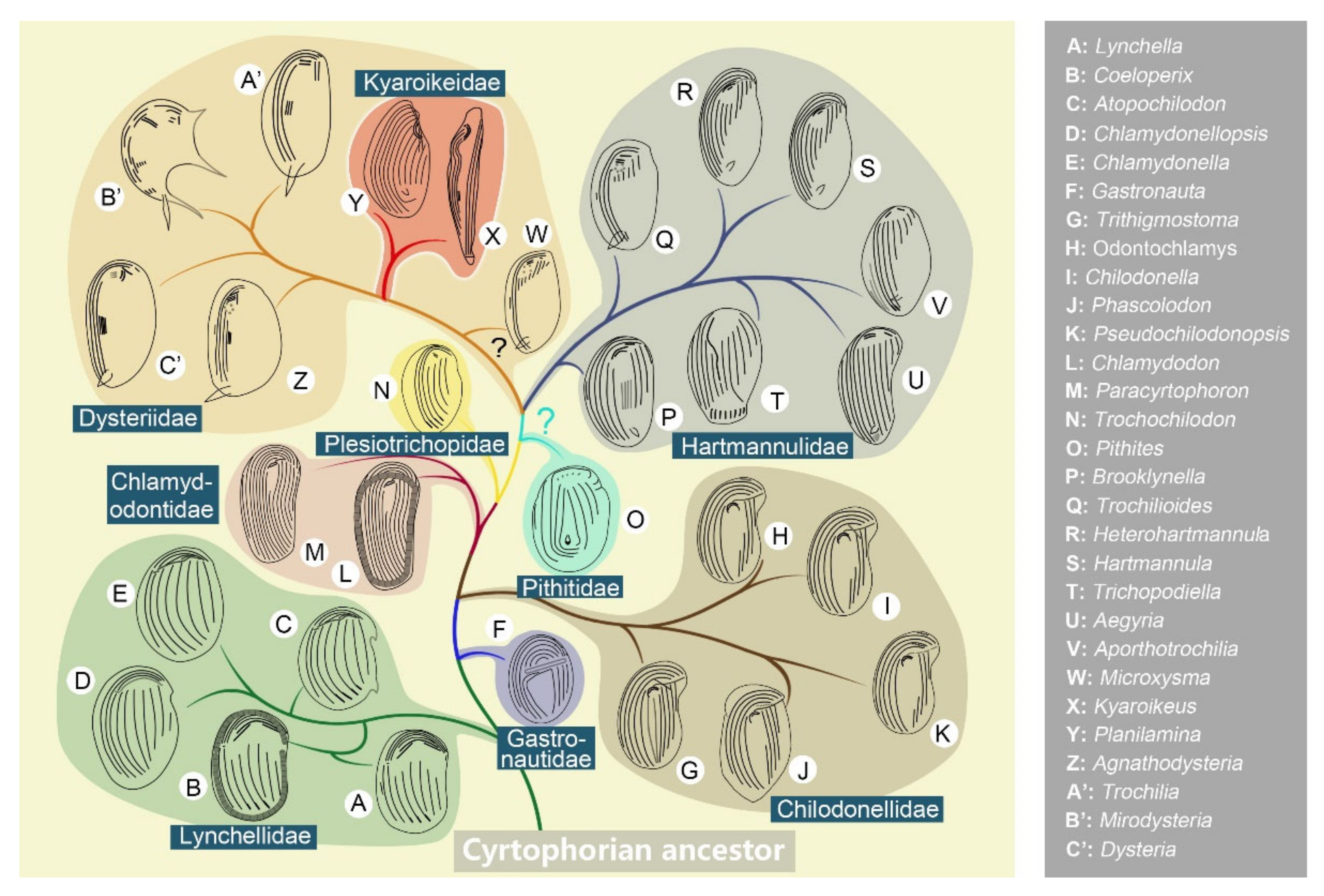 Microorganisms 10 01325 g006 550