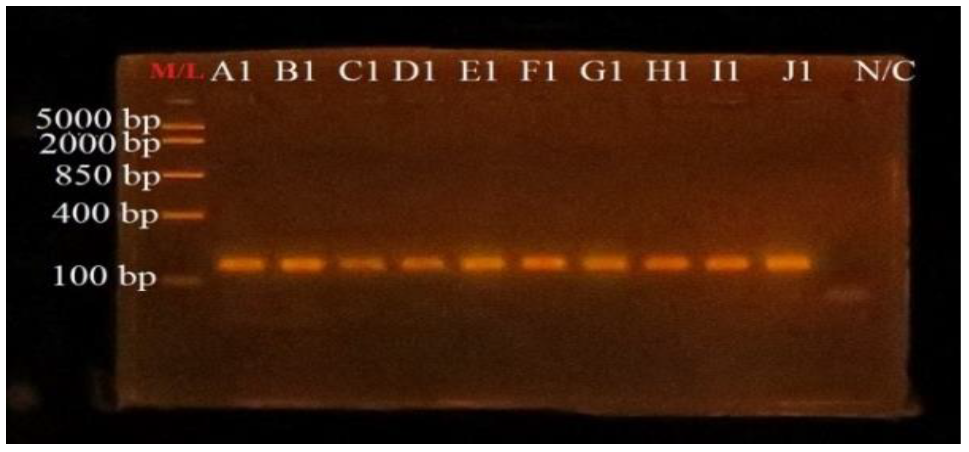Microorganisms 10 01335 g001