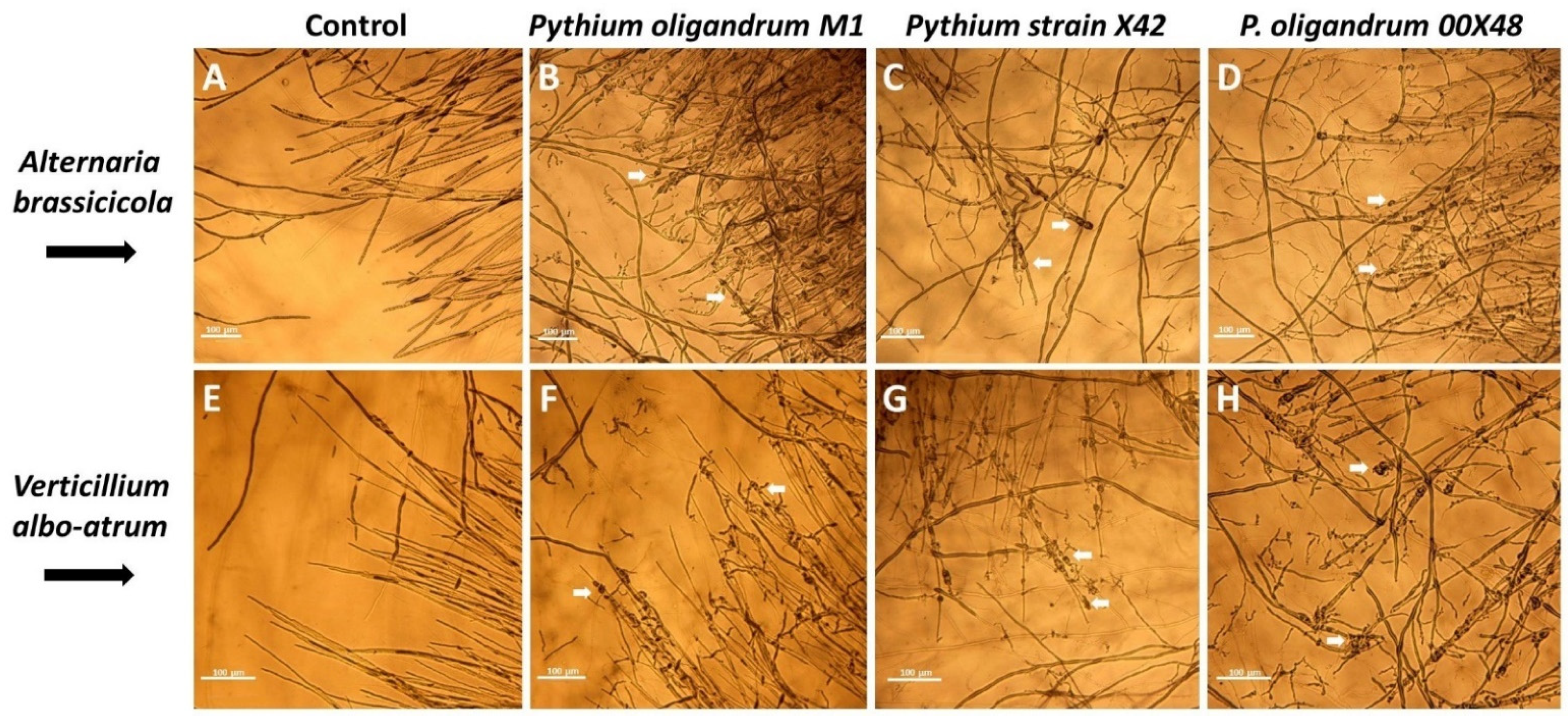 Microorganisms 10 01348 g001 Microorganisms 10 01348 g001
