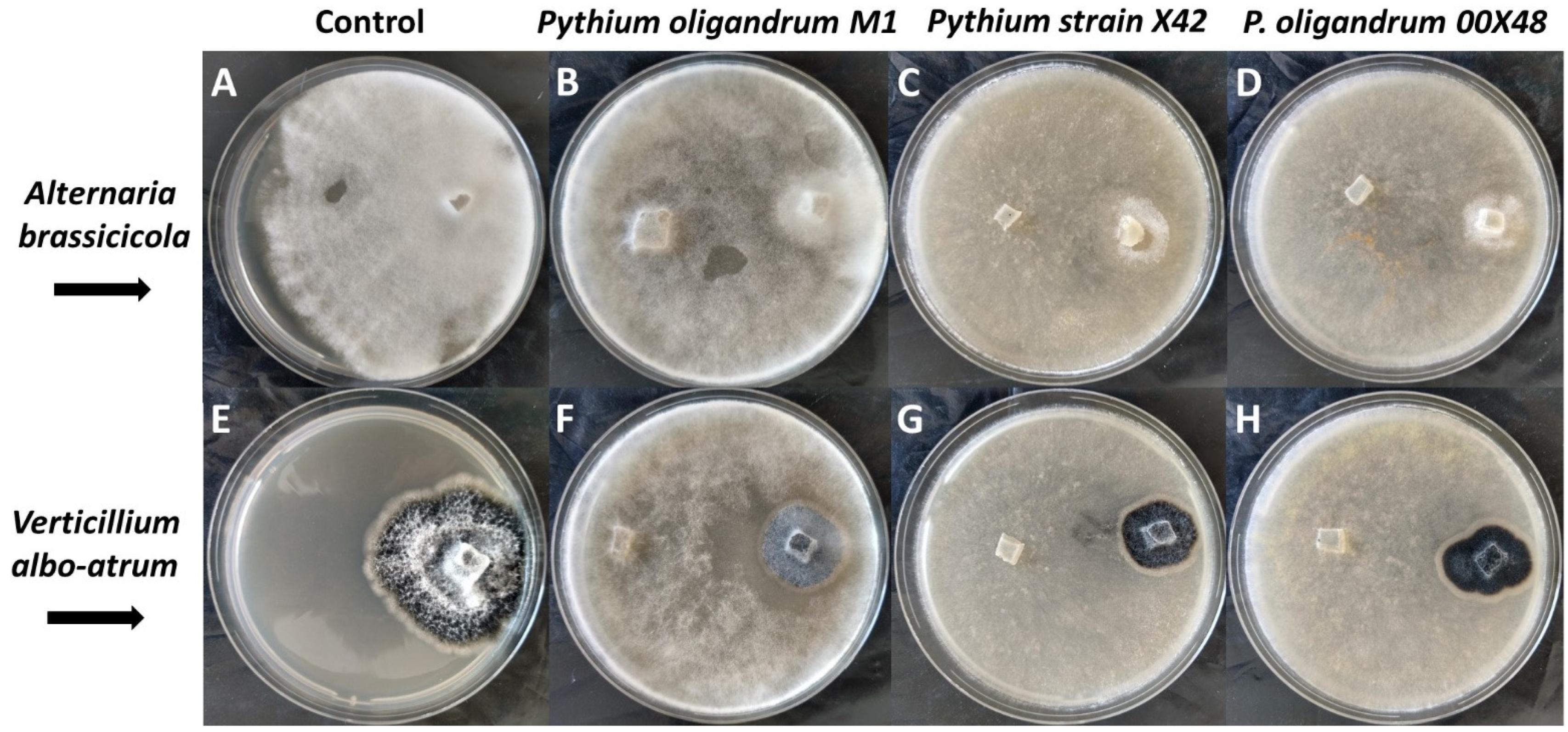 Microorganisms 10 01348 g002 Microorganisms 10 01348 g002