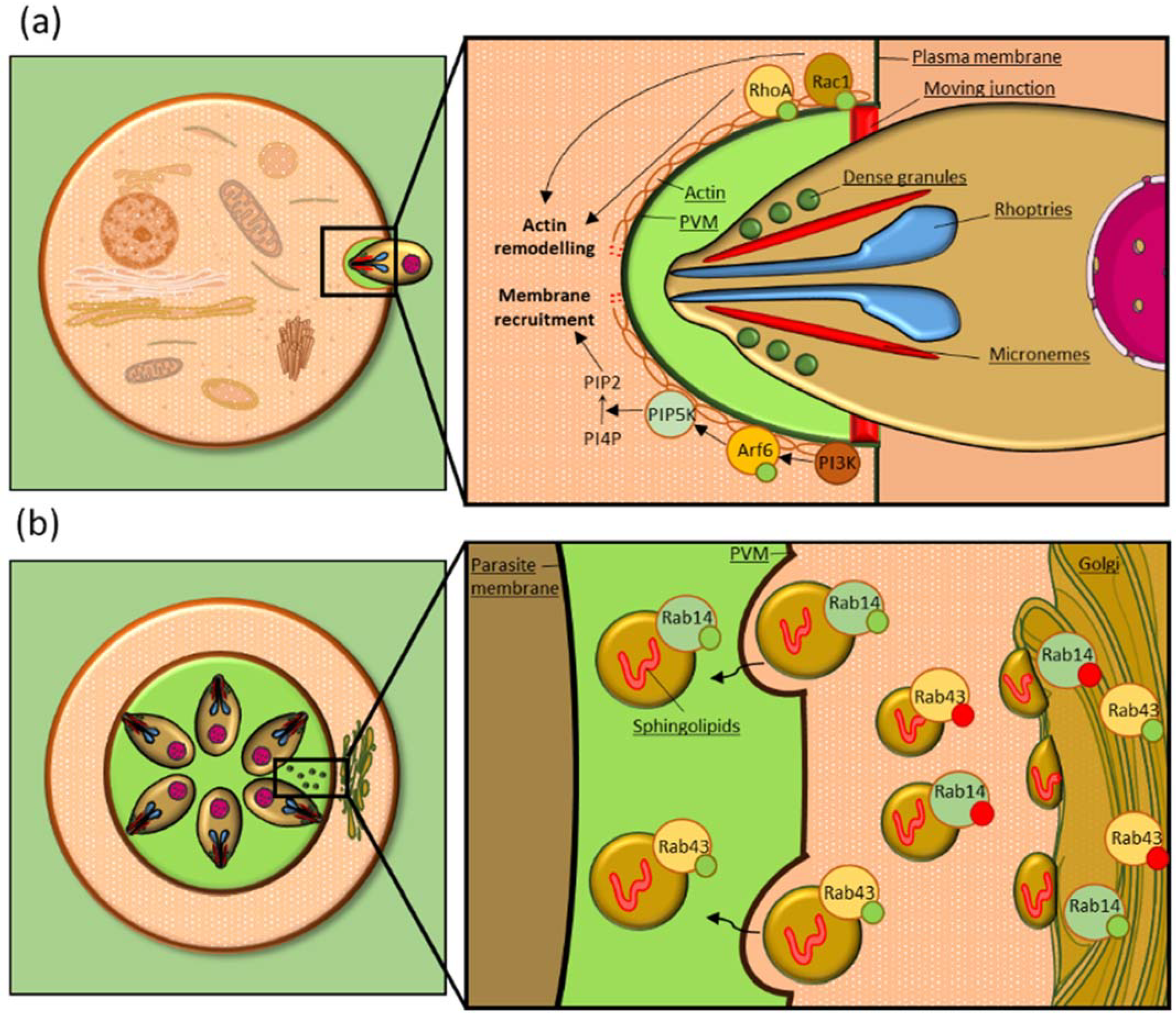 Microorganisms 10 01370 g001 550