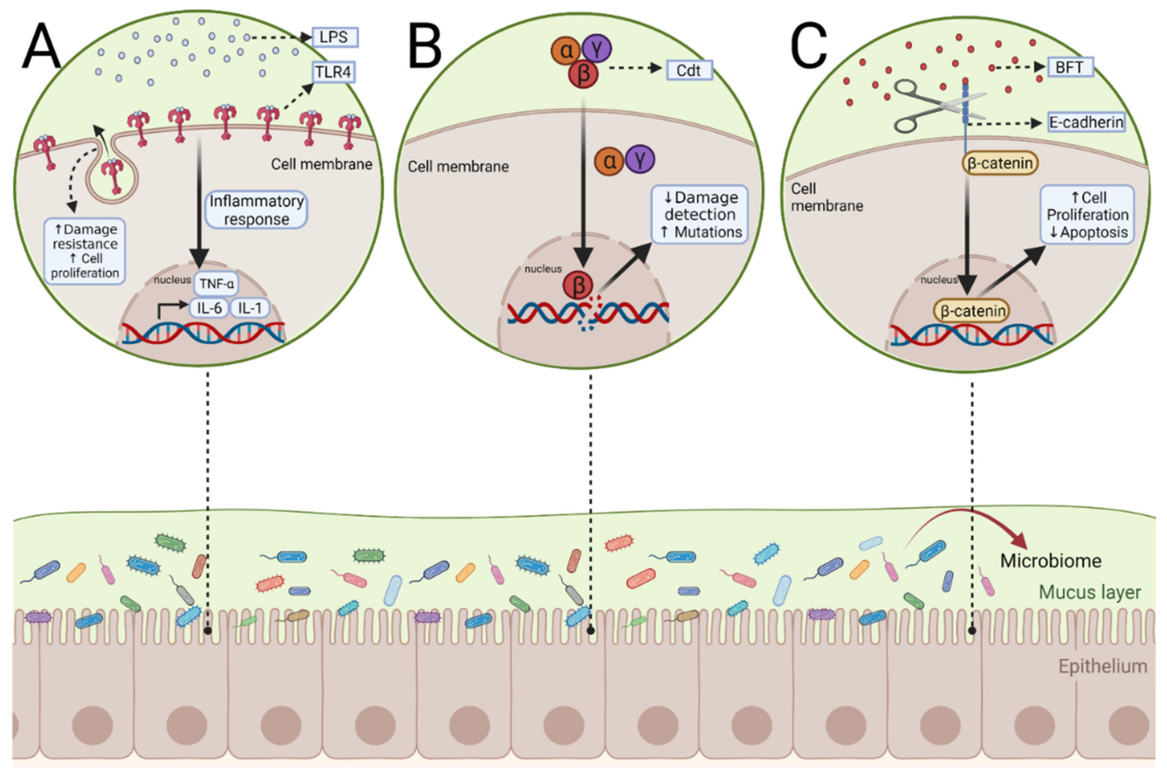 Microorganisms 10 01371 g003 550