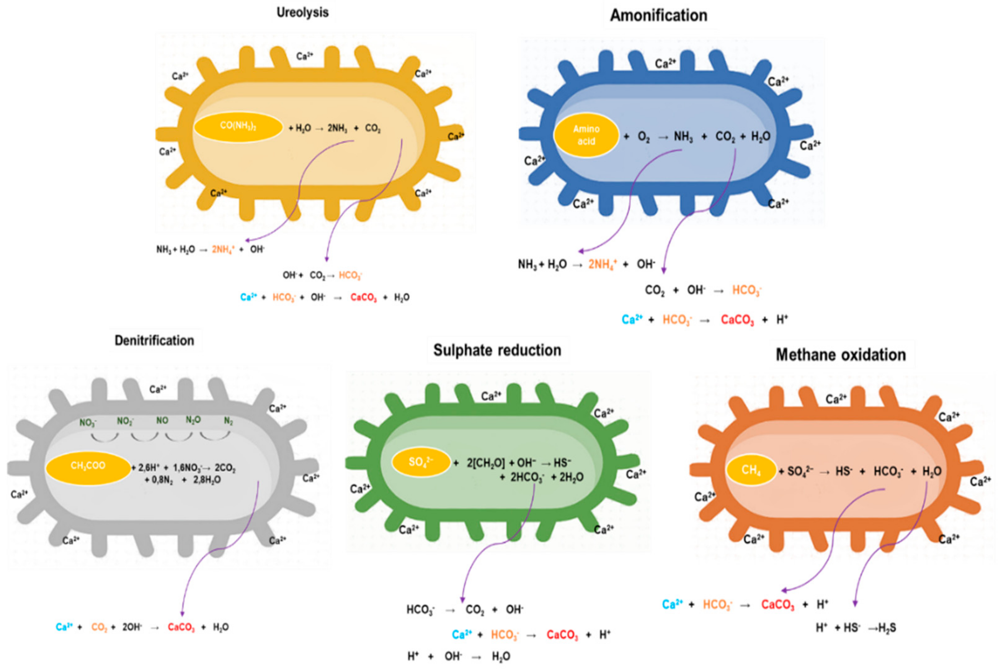 Microorganisms 10 01399 g002