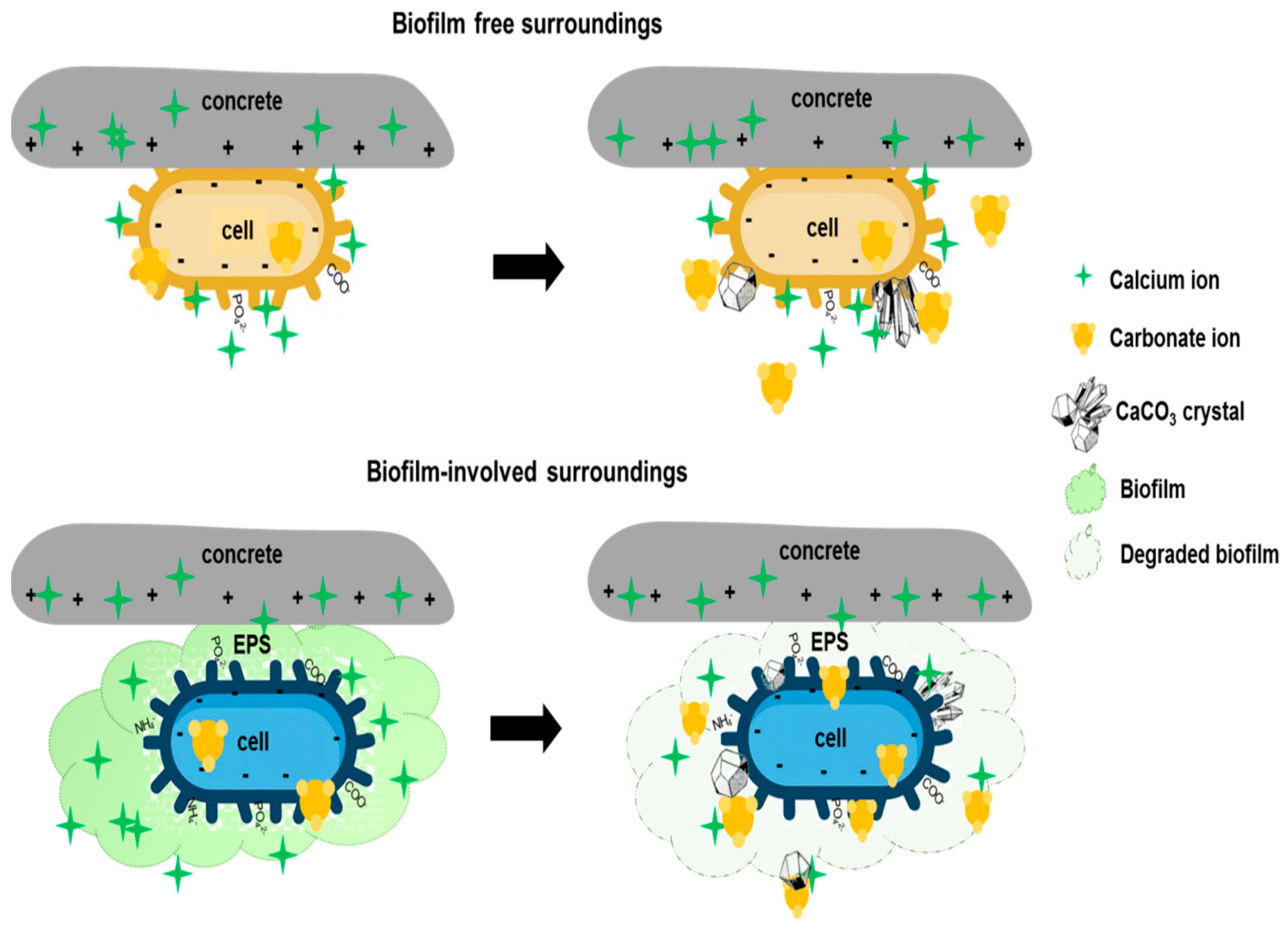 Microorganisms 10 01399 g005