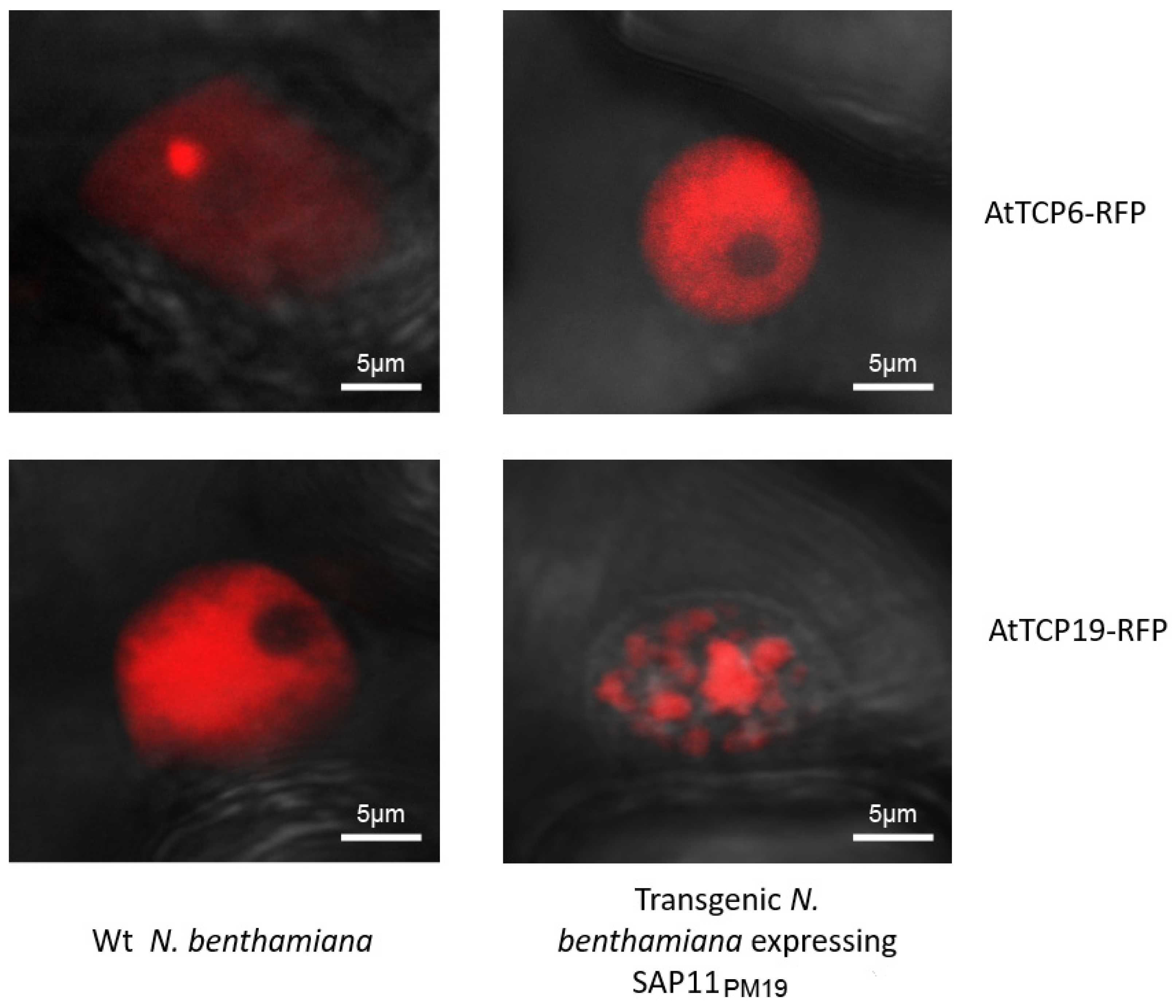 Microorganisms 10 01406 g006 550