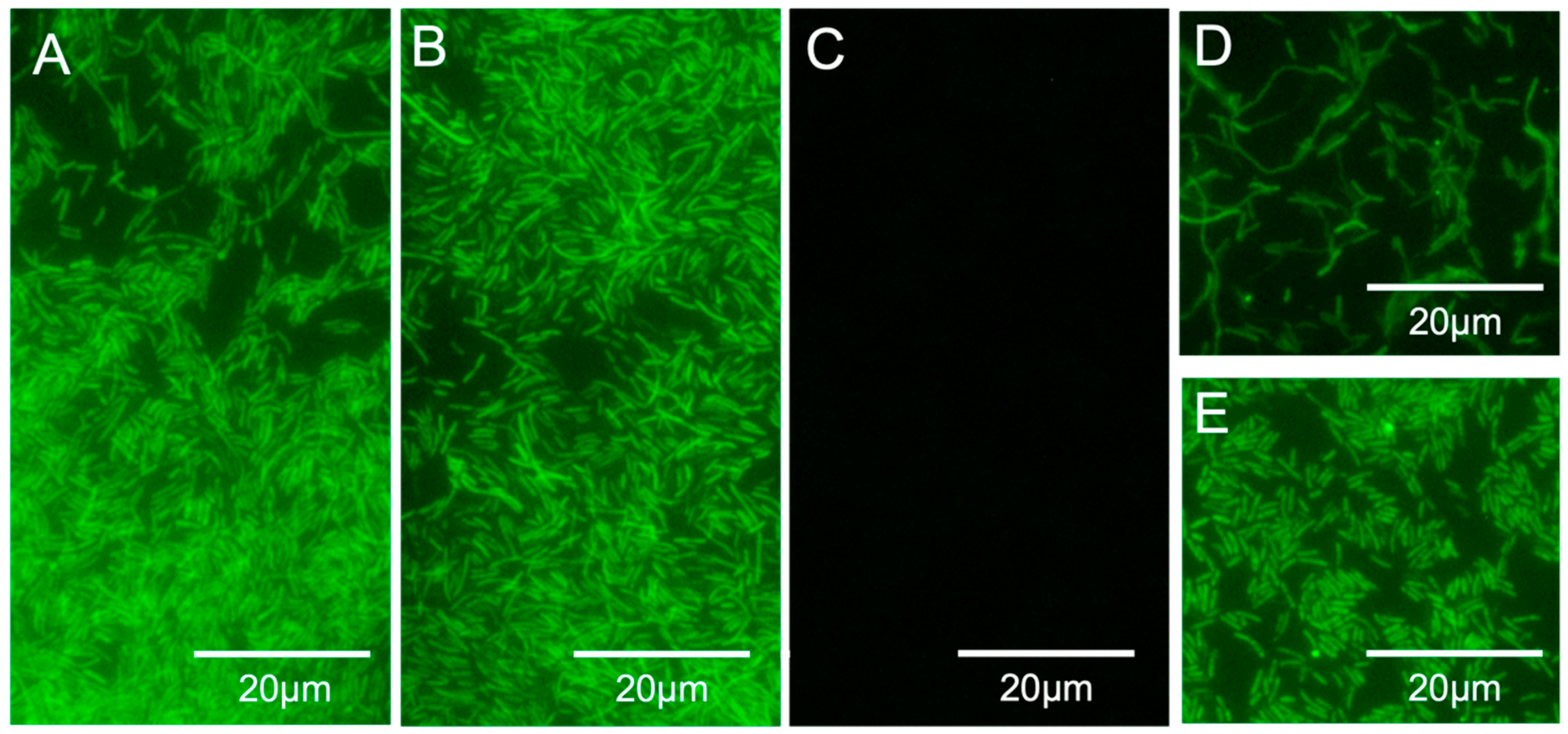 Microorganisms 10 01409 g004 Microorganisms 10 01409 g004